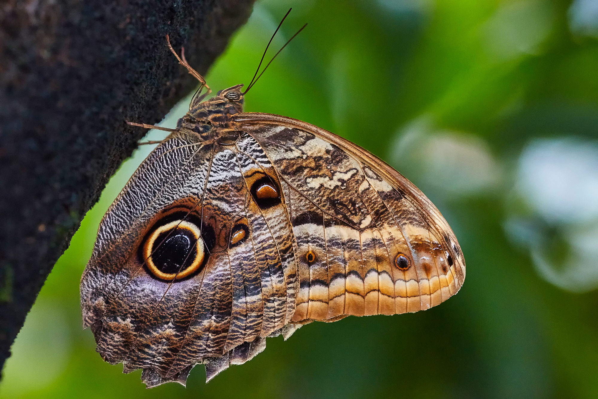 Bananenfalter (Caligo eurilochus)