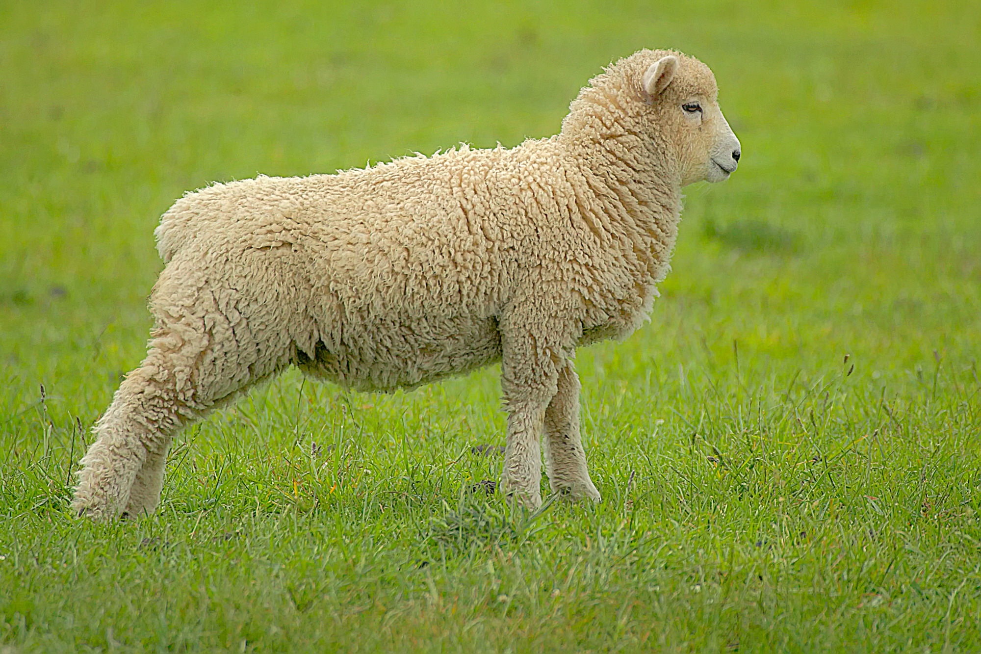 junger Neuseeländer