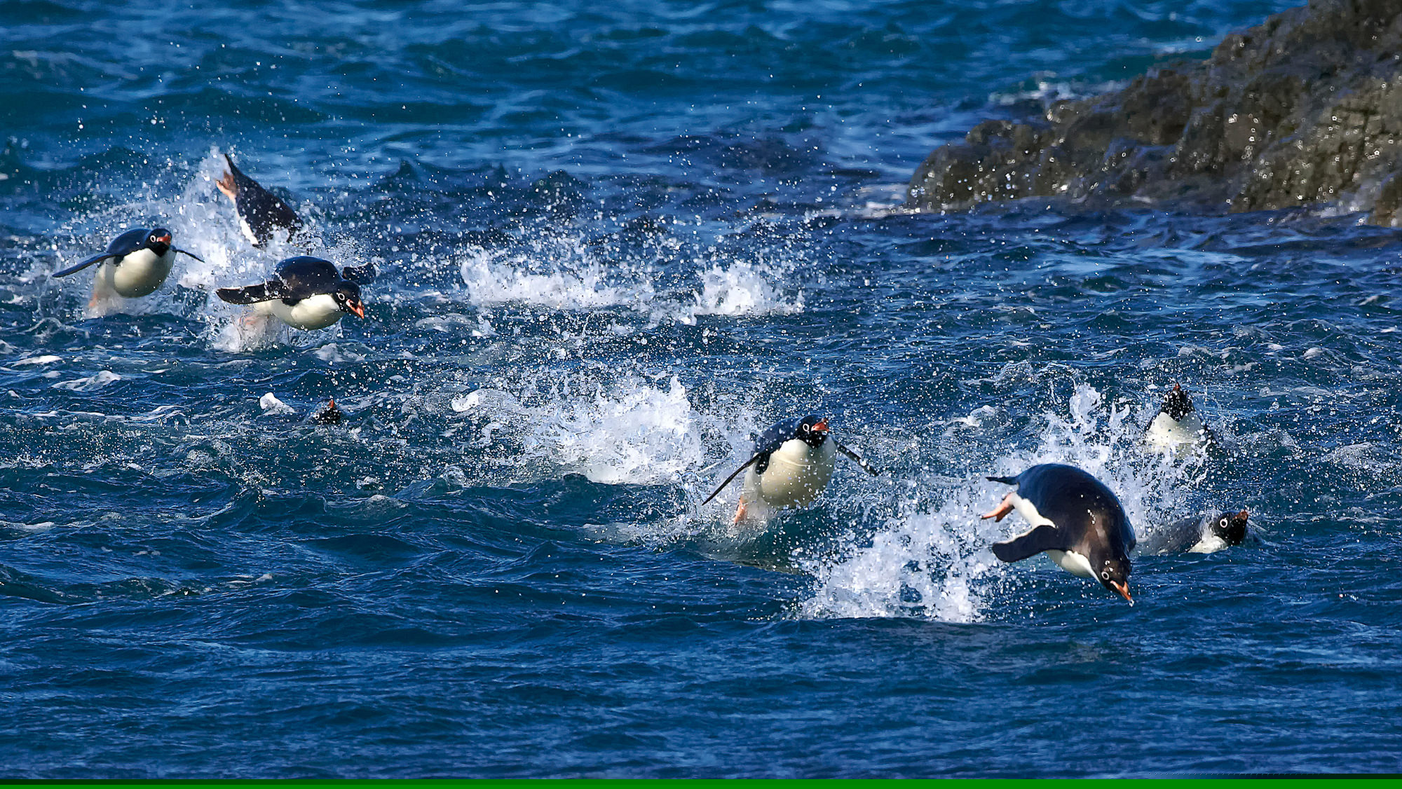 Schwimmen aus Spaß an der Freude