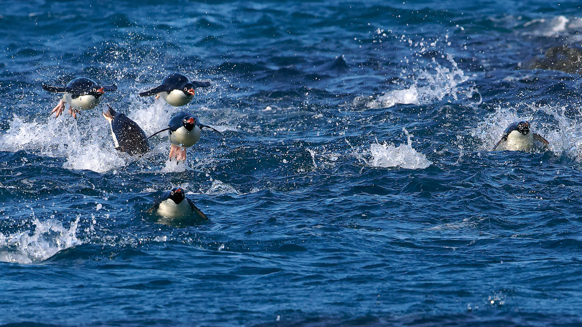 Schwimmen aus Spaß an der Freude