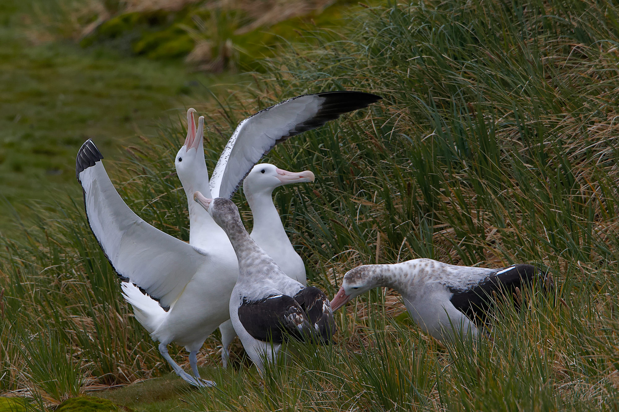 balzender Wanderalbatros, Prion Island, Süd Georgien