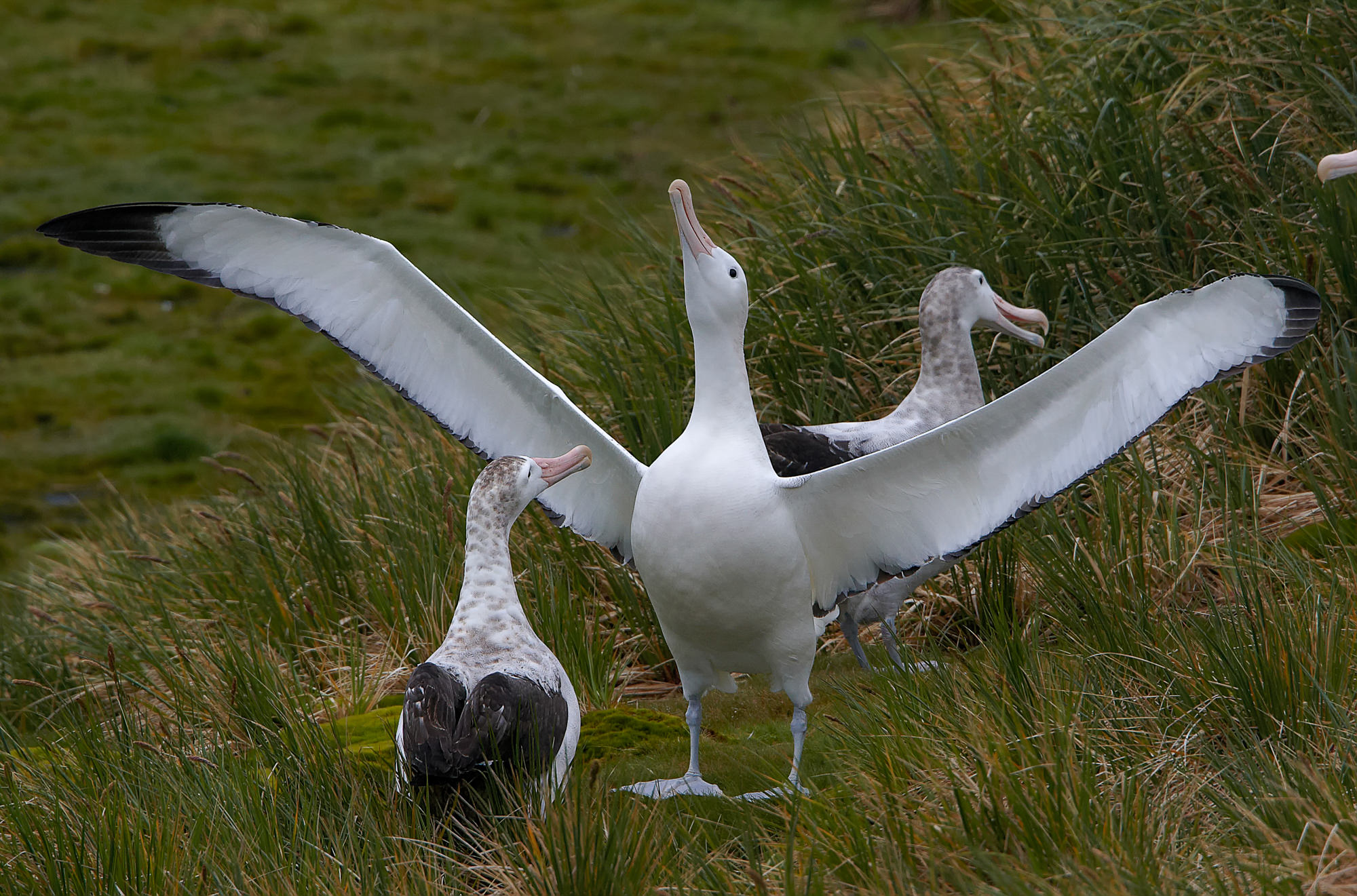 balzender Wanderalbatros, Prion Island, Süd Georgien