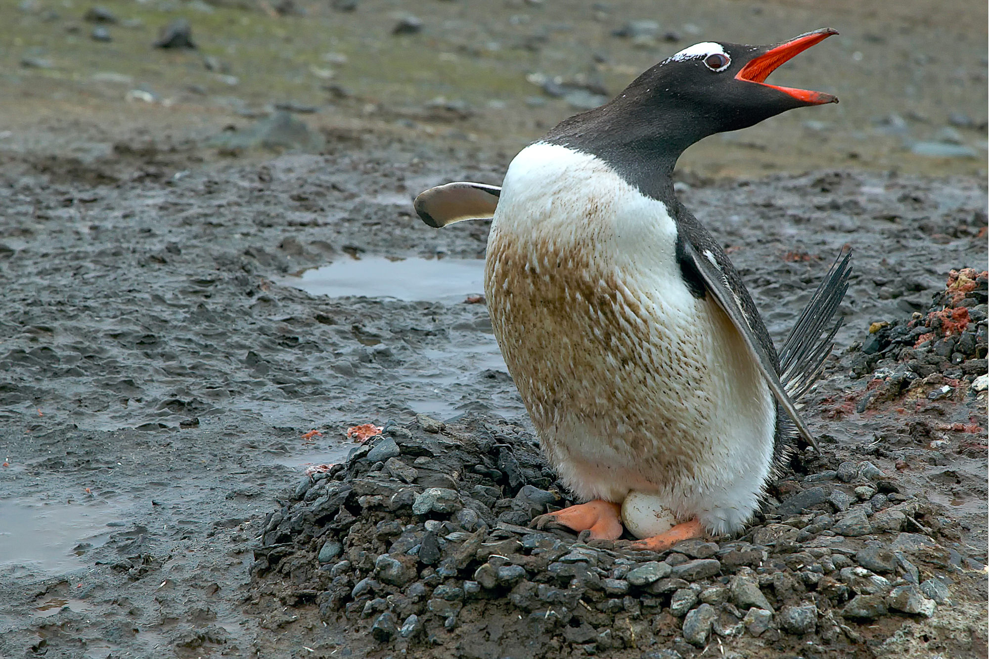 Eselspinguin in seinem Nest