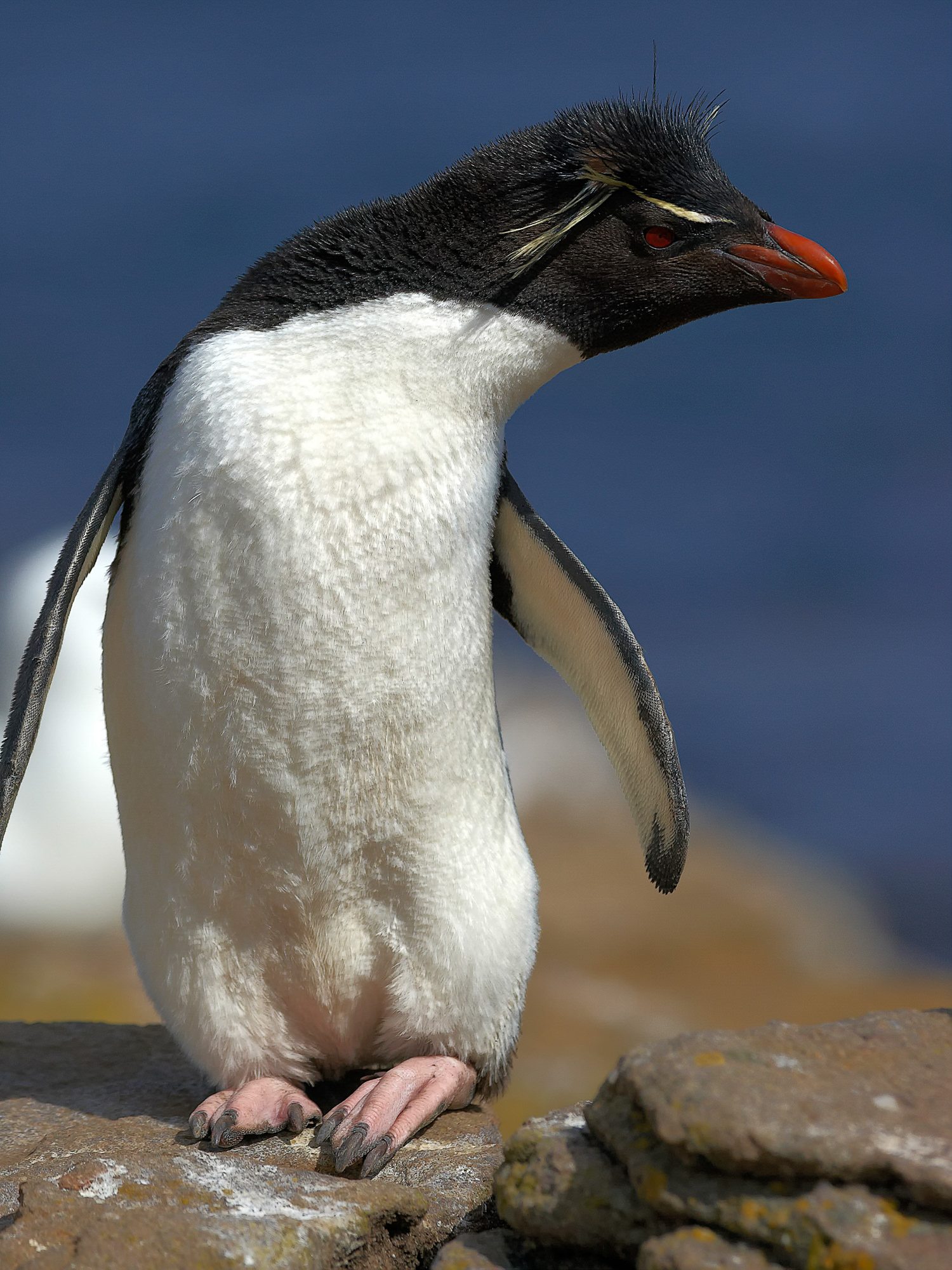 Felsenpinguin