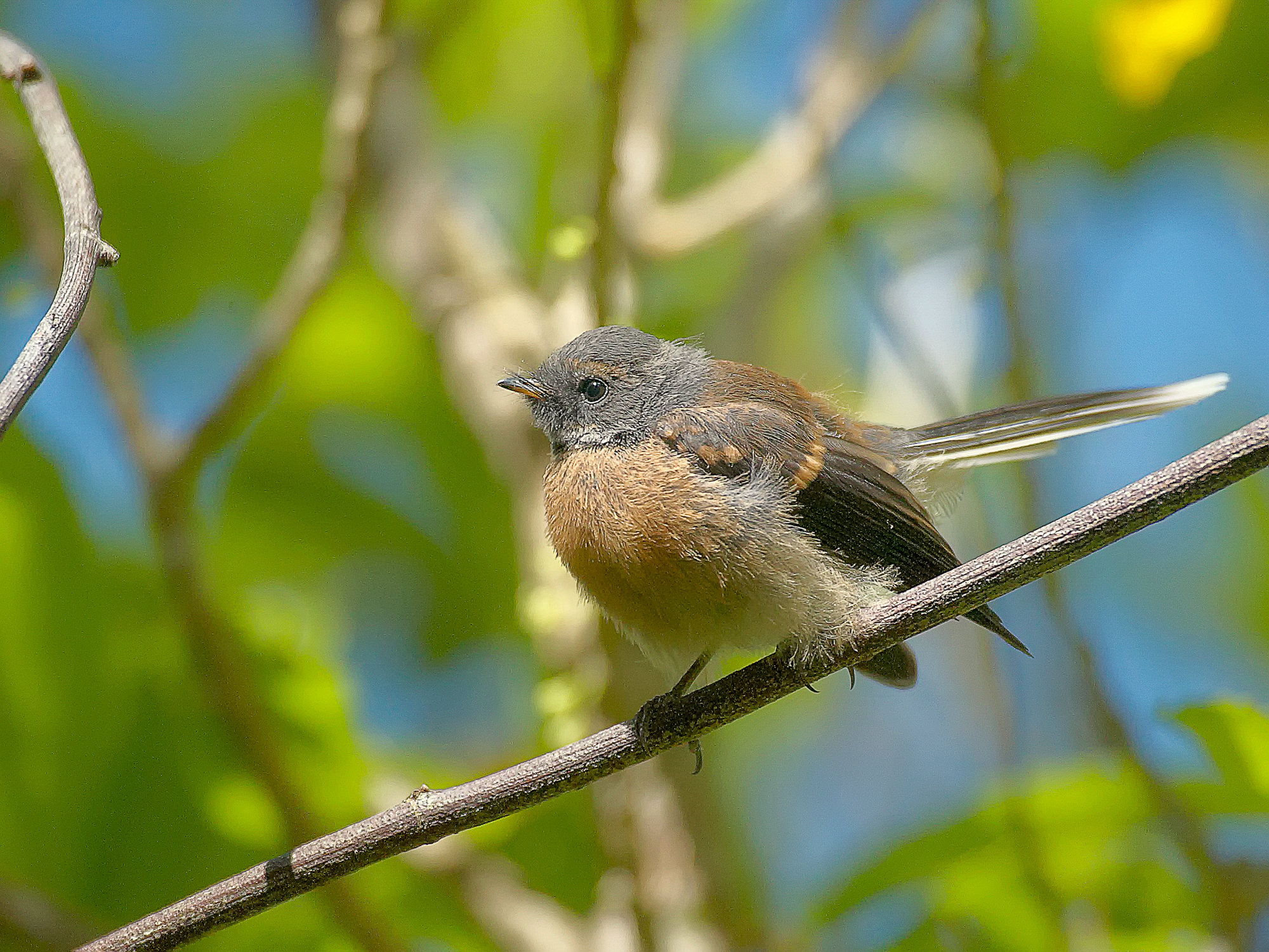 Graufächerschwanz im Wenderholm Regional Park, Neuseeland