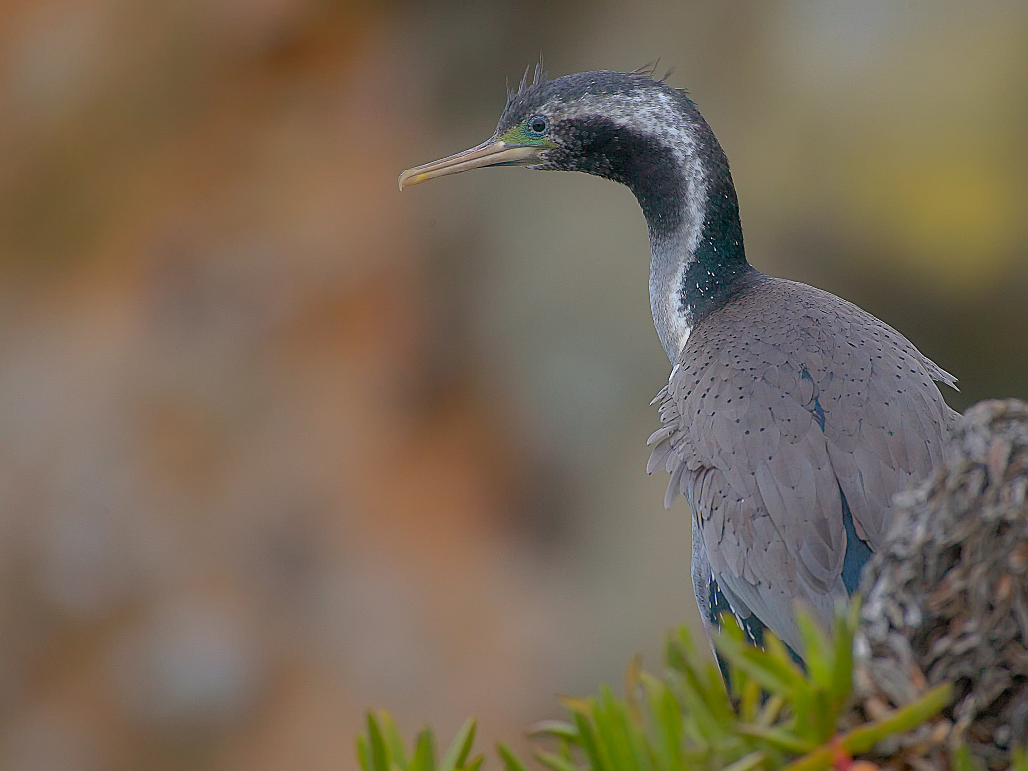 Kormoran, Neuseeland