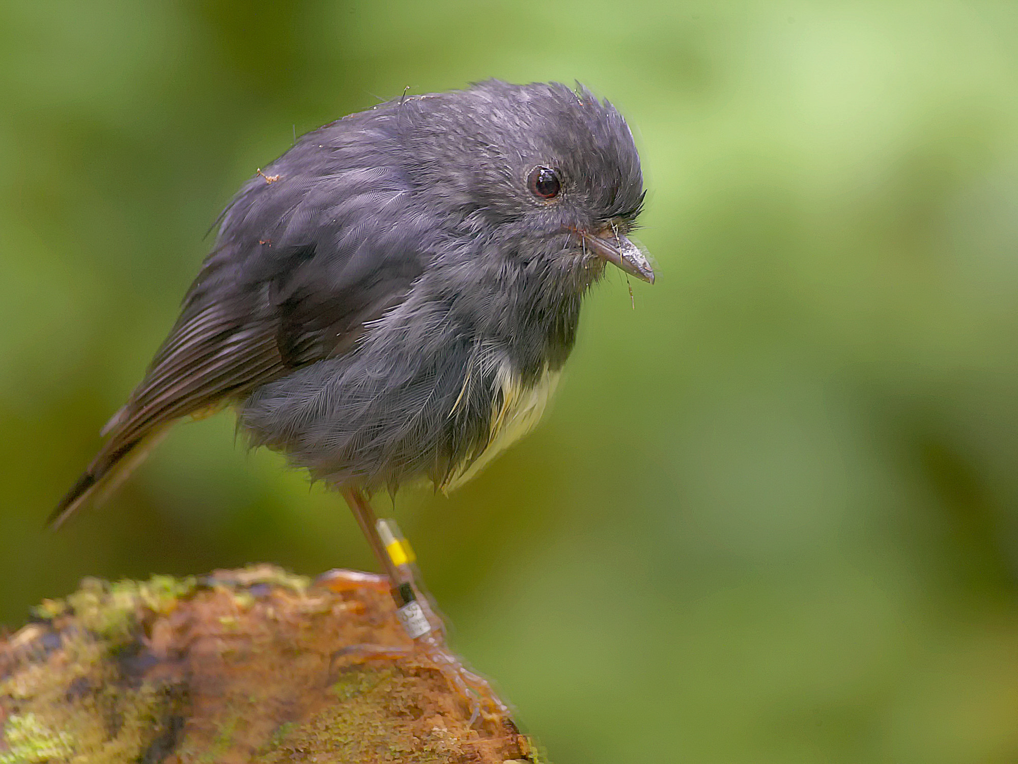 Langbeinschnäpper oder New Zealand Robin or Toutouwai (Māori)