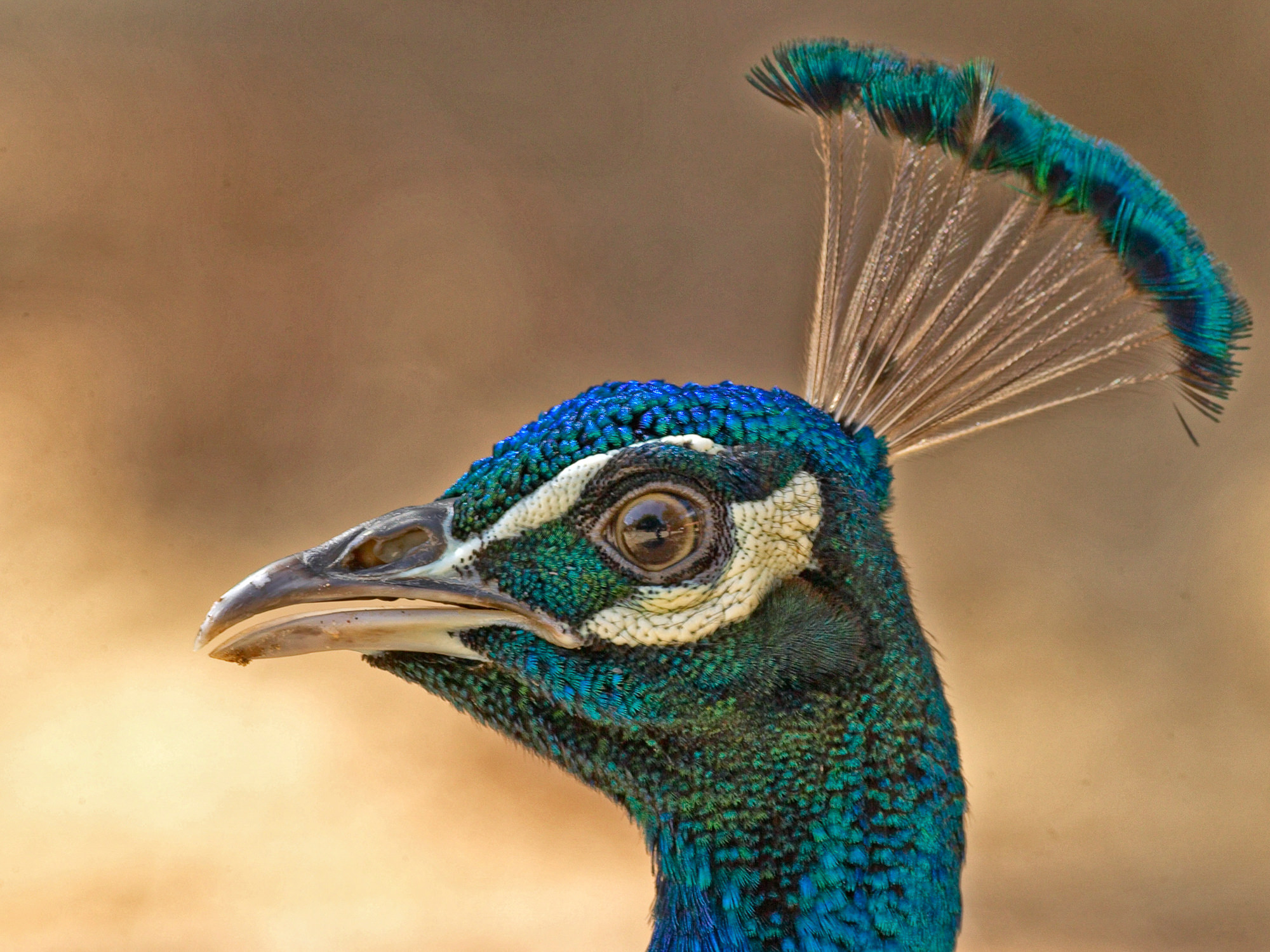 Pfau