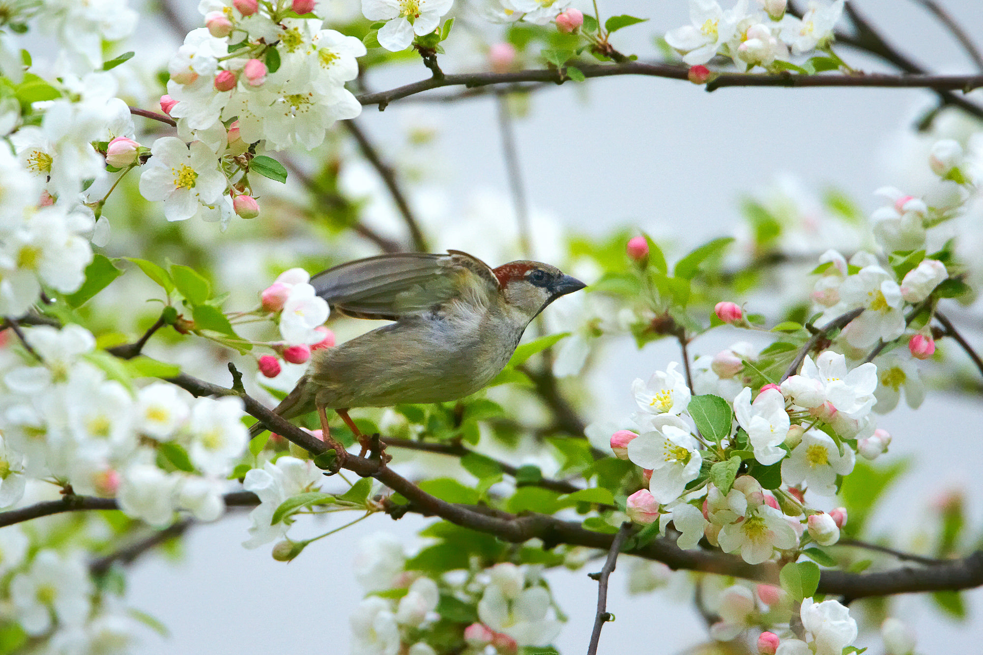 Sperling zwischen Apfelblüten