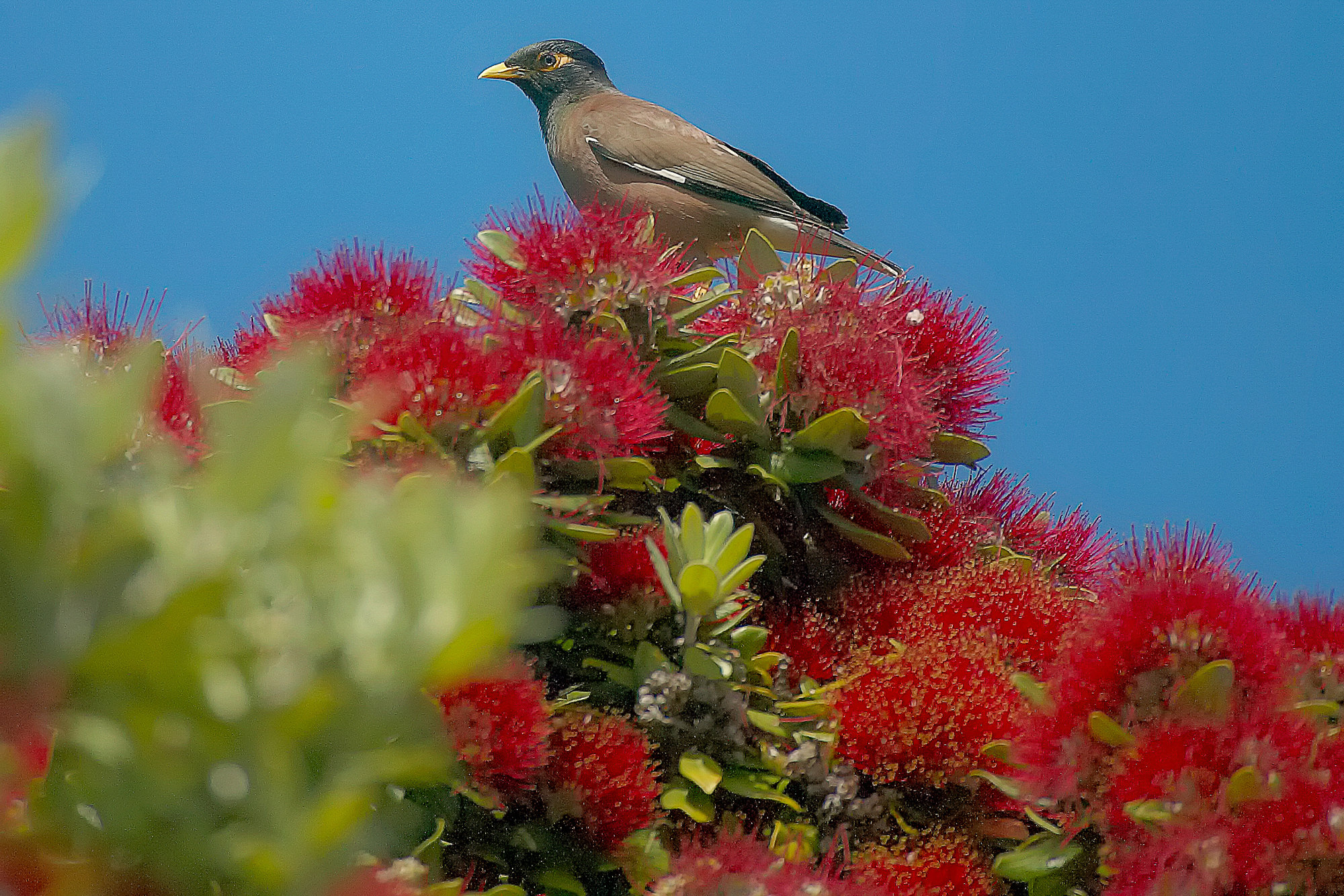 Myna Star auf einem Pohutukawa Baum, Neuseeland