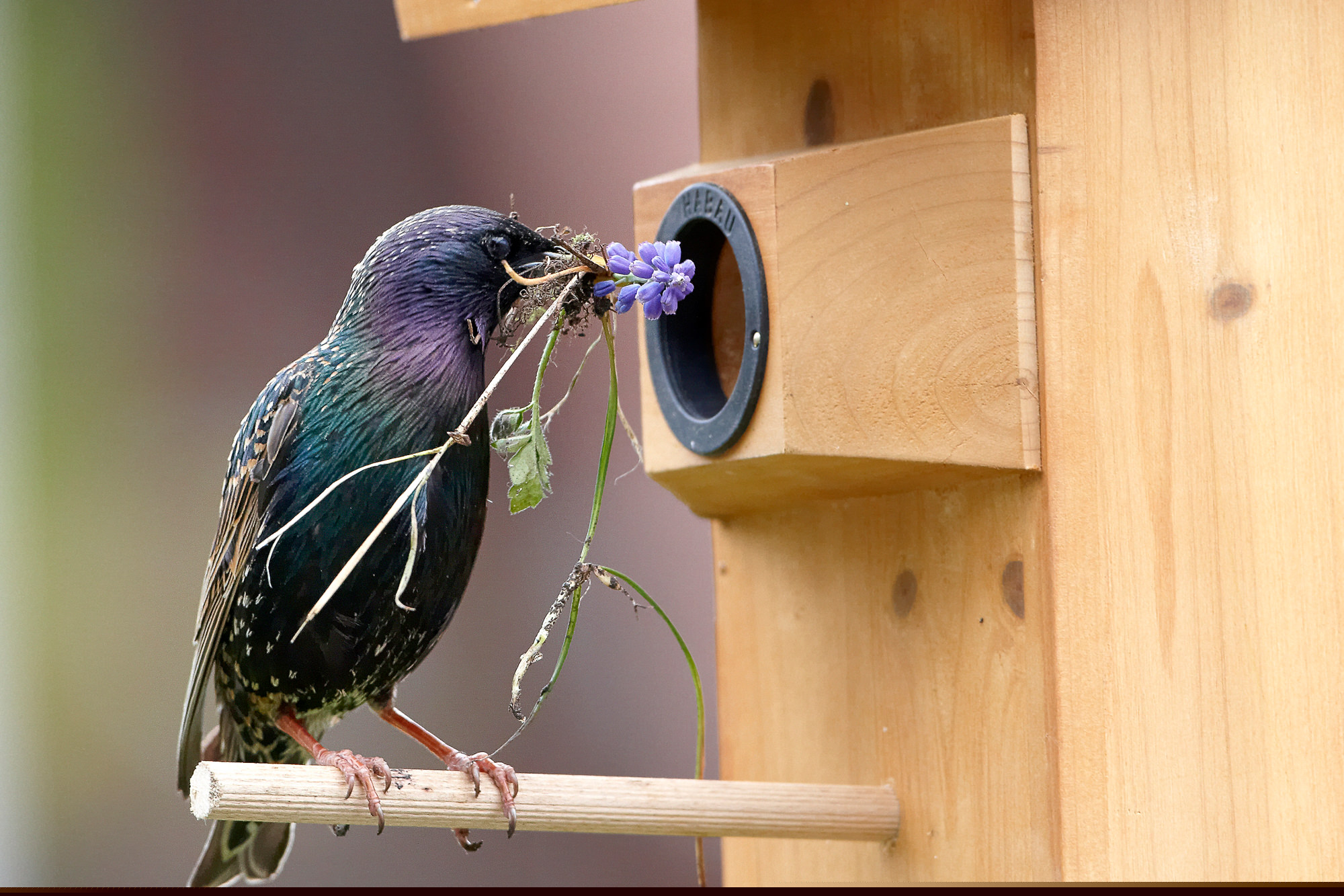 Star bringt Brautgeschenke