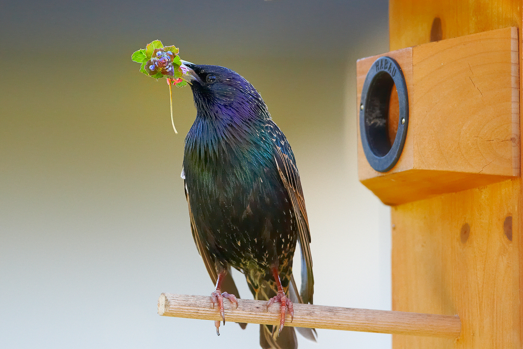 Star bringt Brautgeschenke