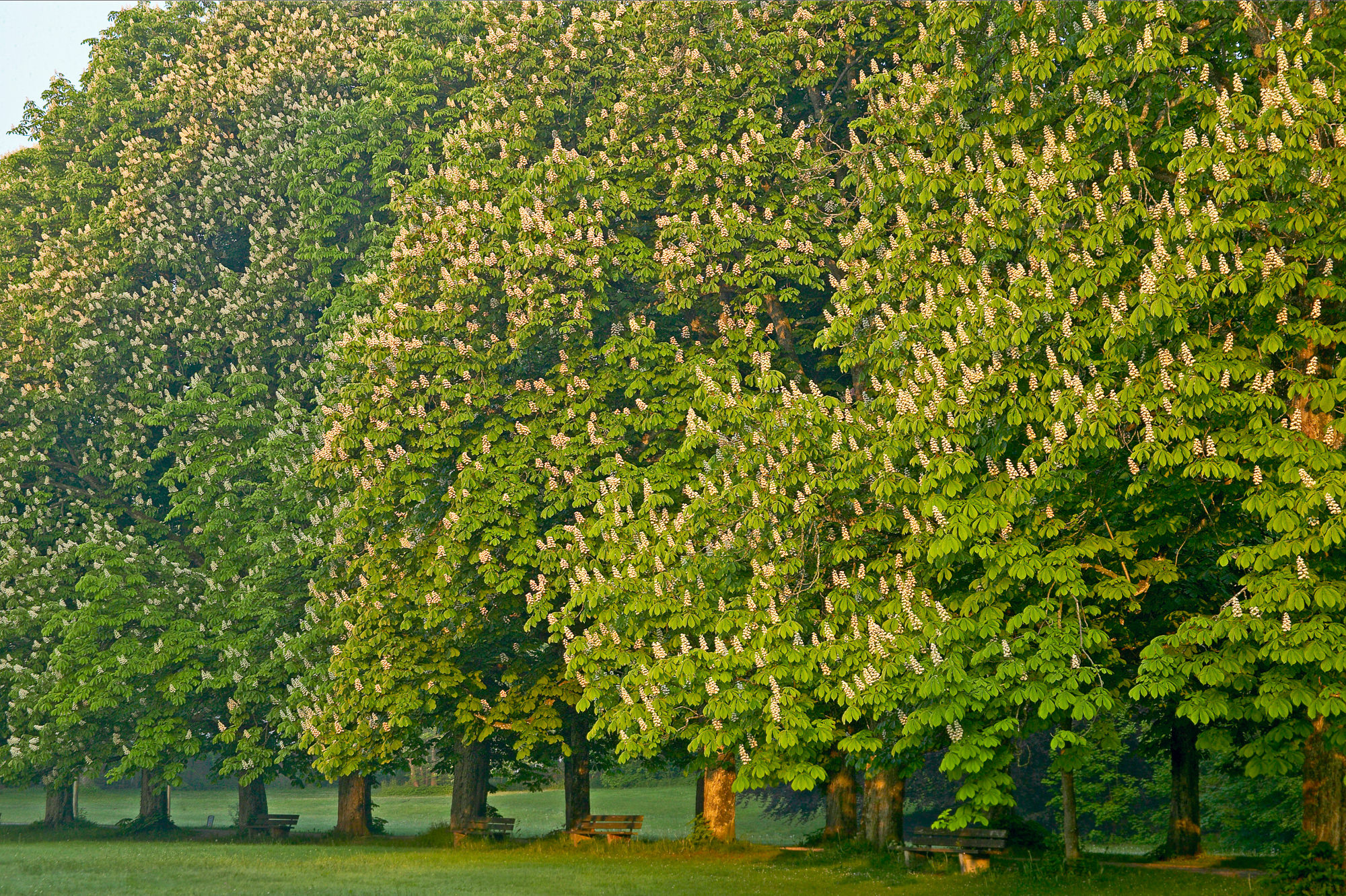 blühende Kastanienallee