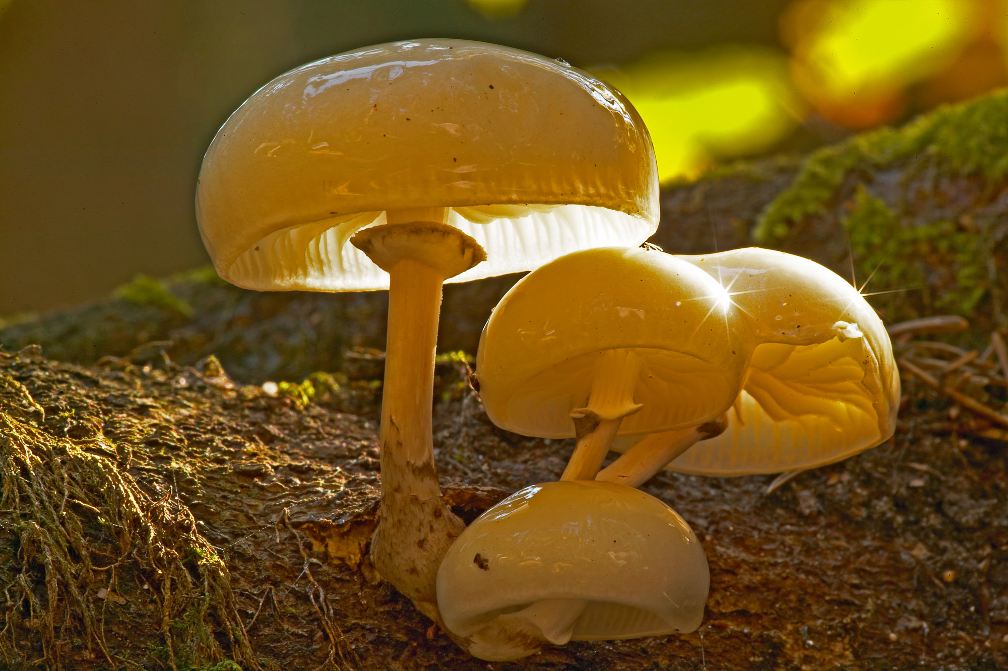 Beringter Buchenschleimrübling