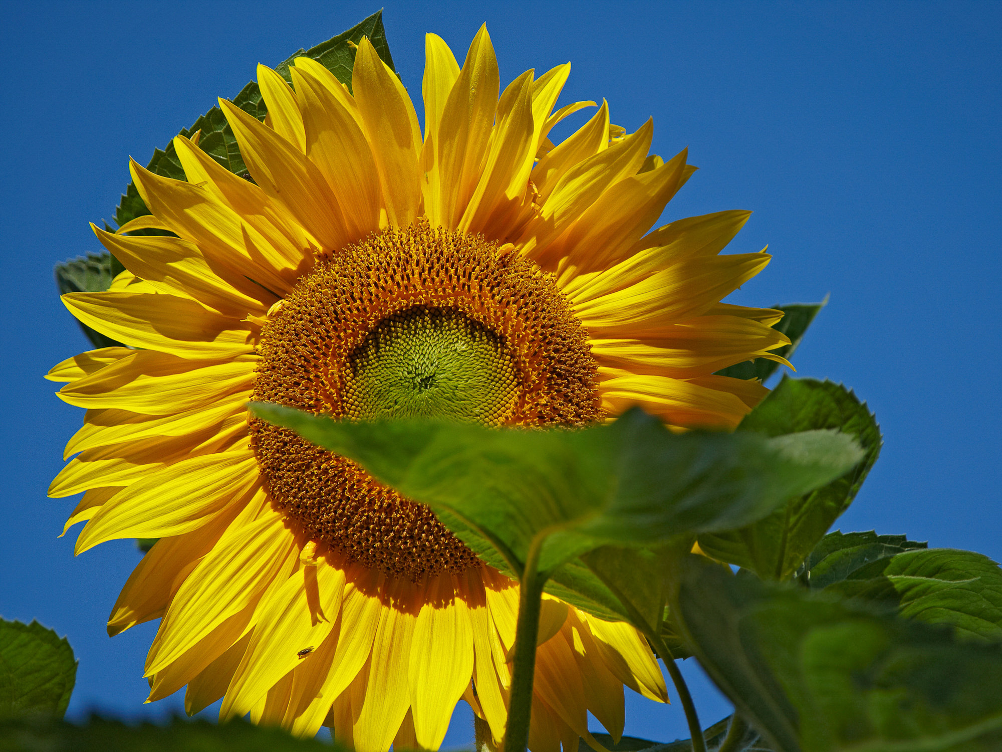 Sonnenblume