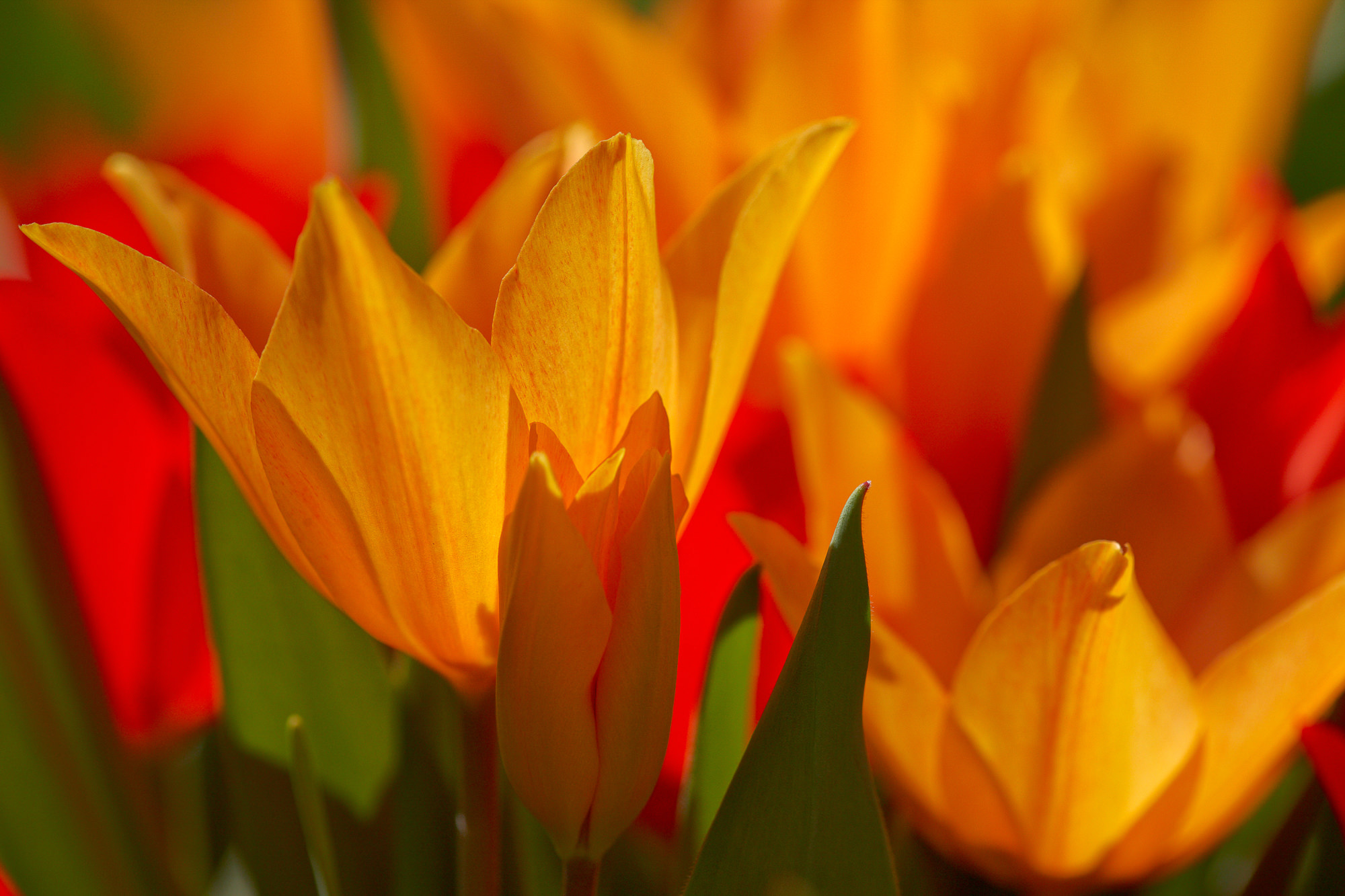 Tulpen