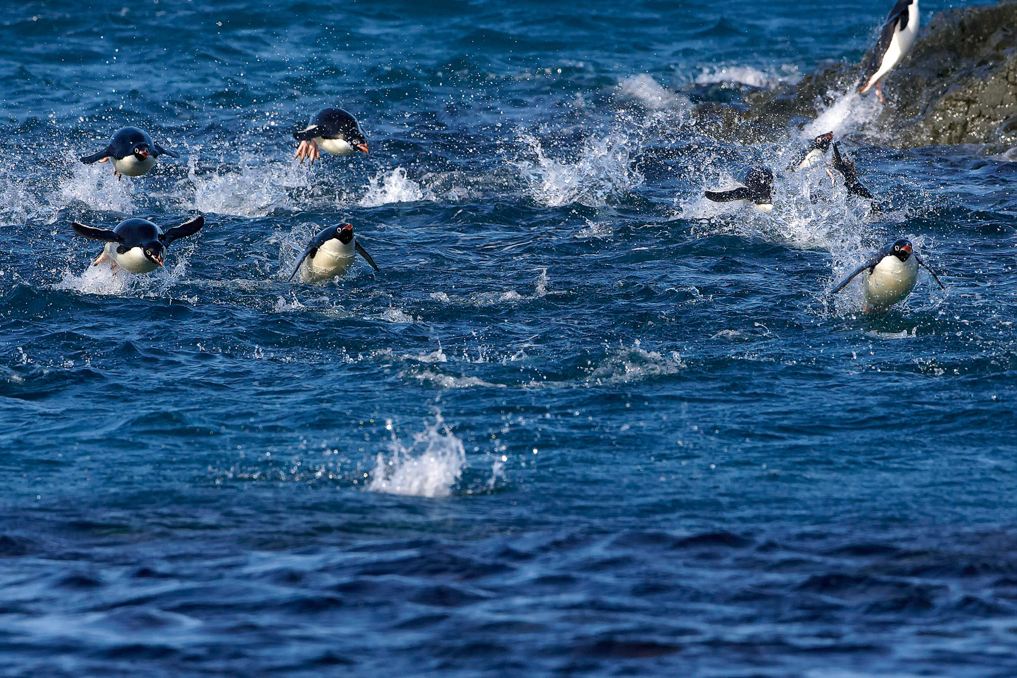 Adelie Pinguine beim Schwimmwettbewerb