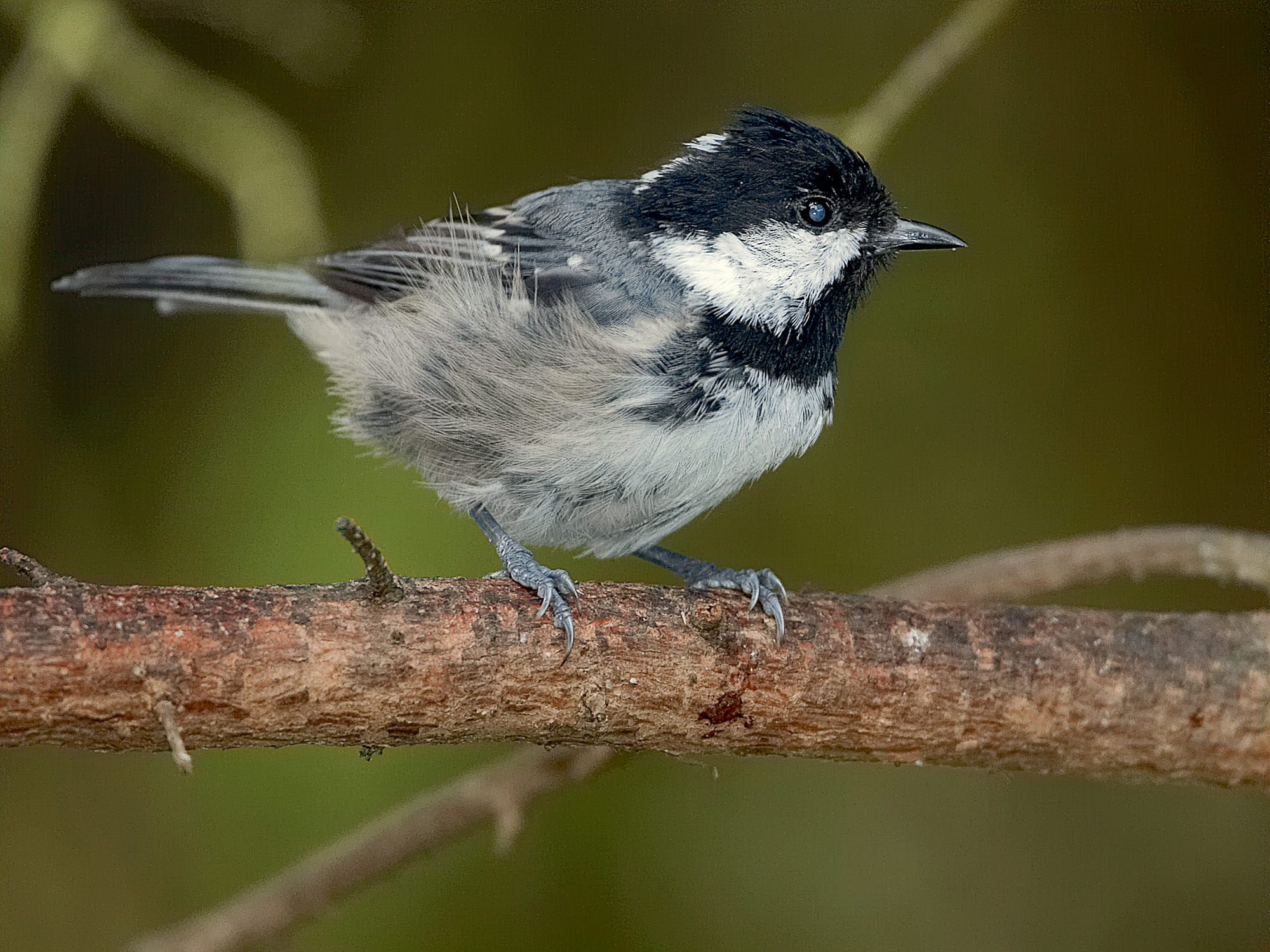 Coal tit