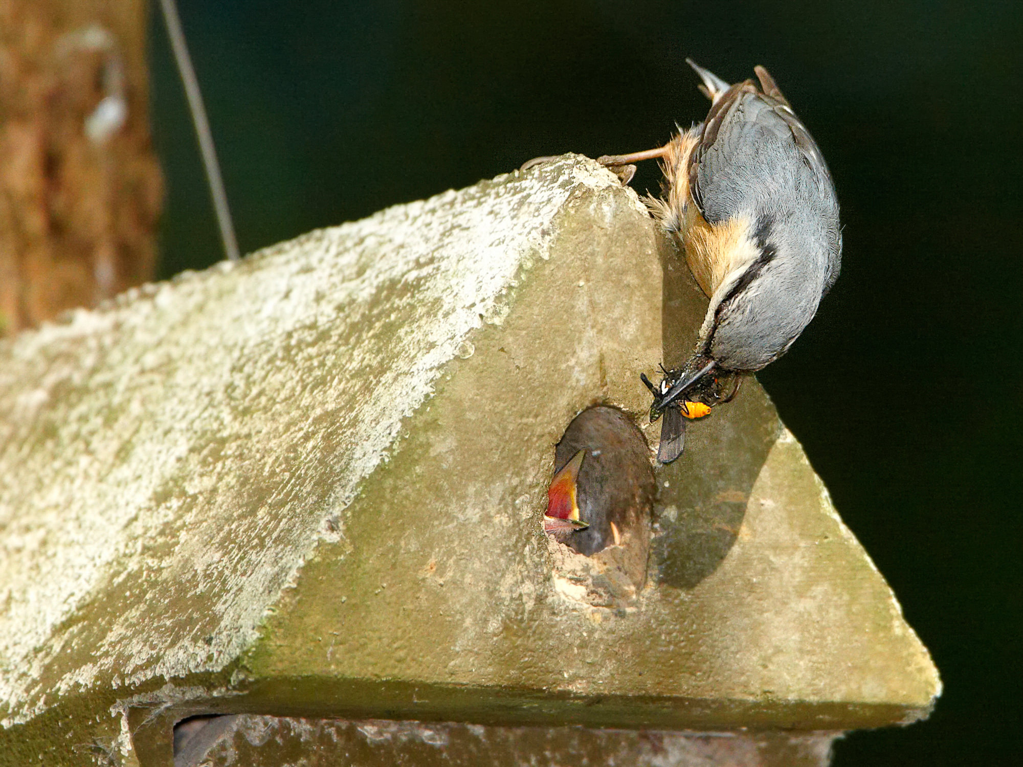 nuthatch
