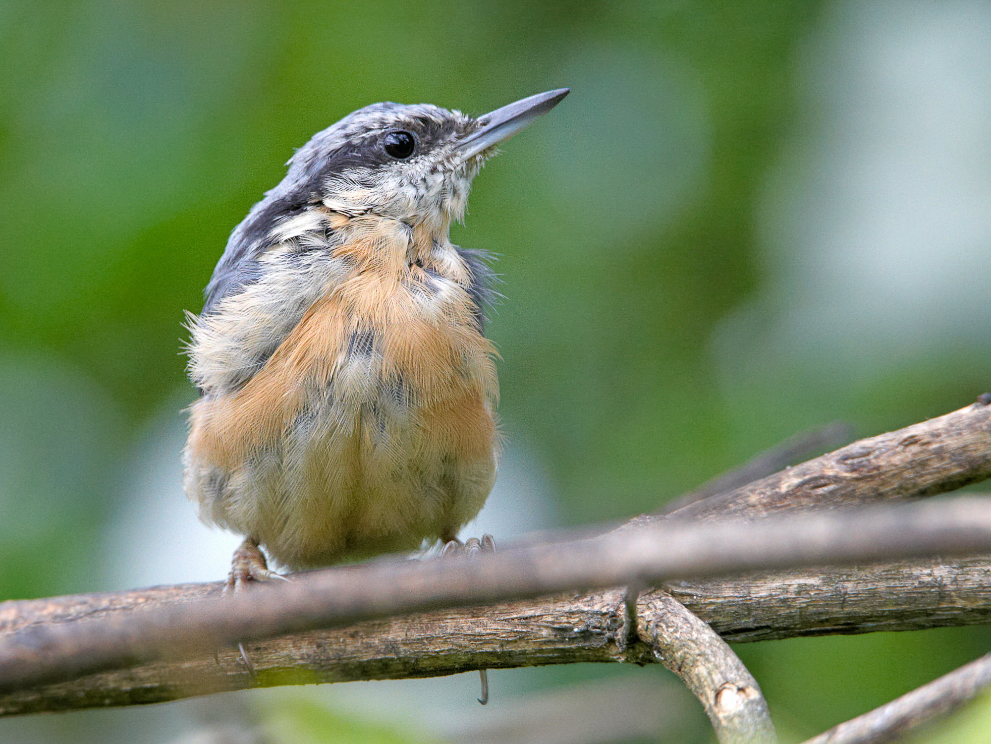 nuthatch chick