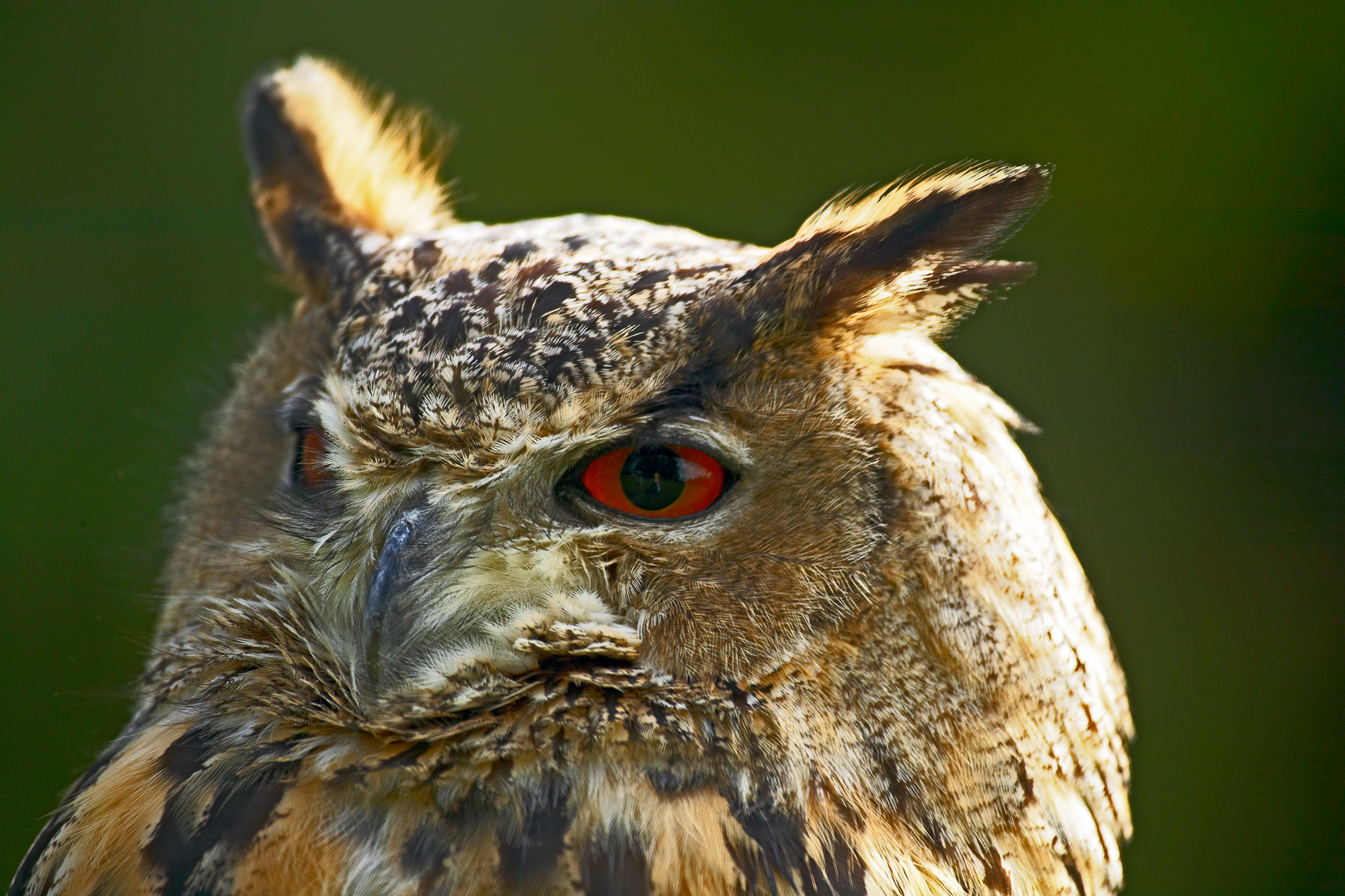 owl