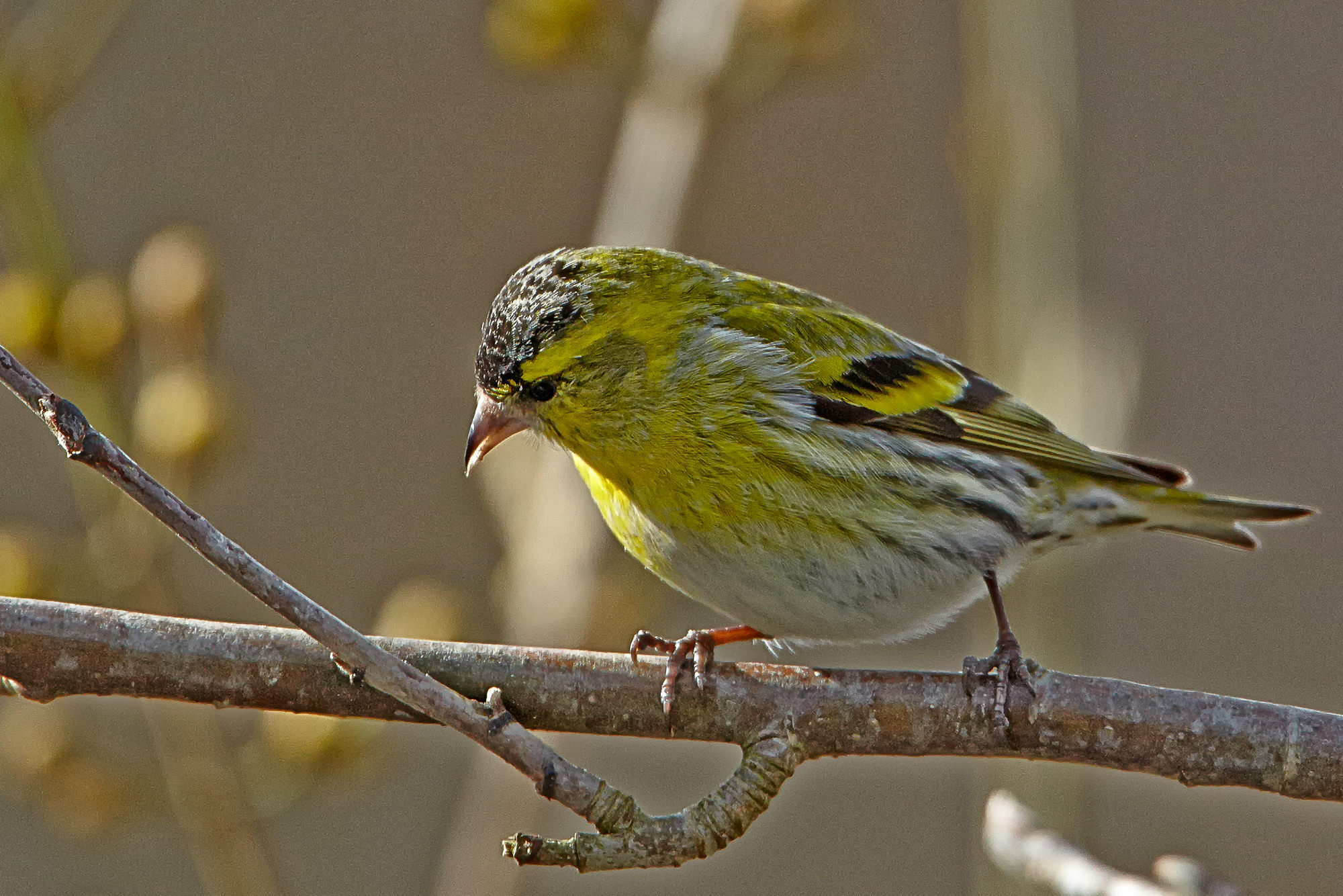 siskin (female)