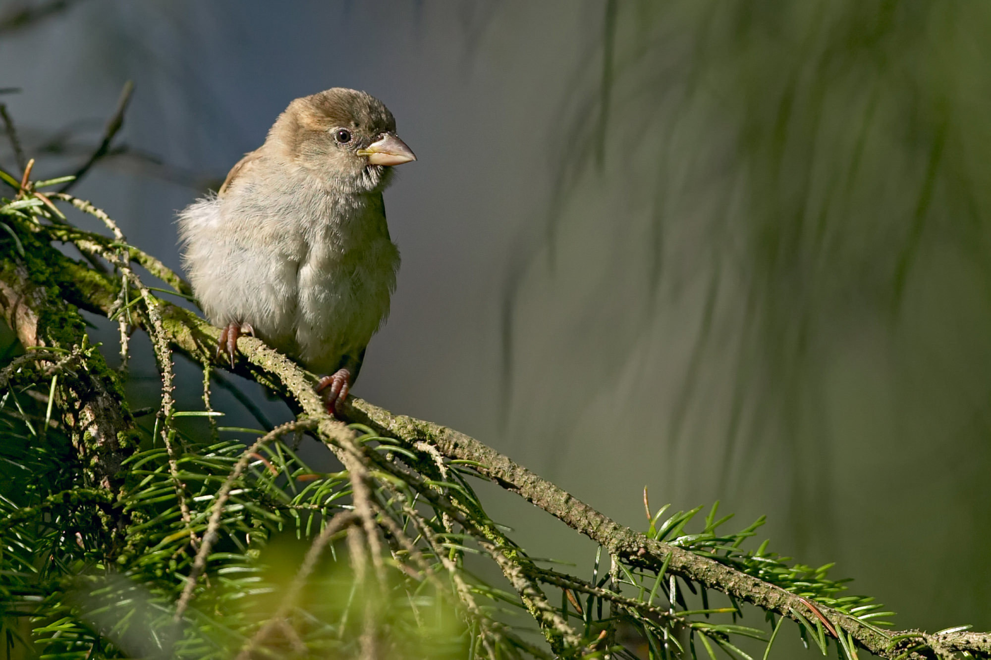 sparrow