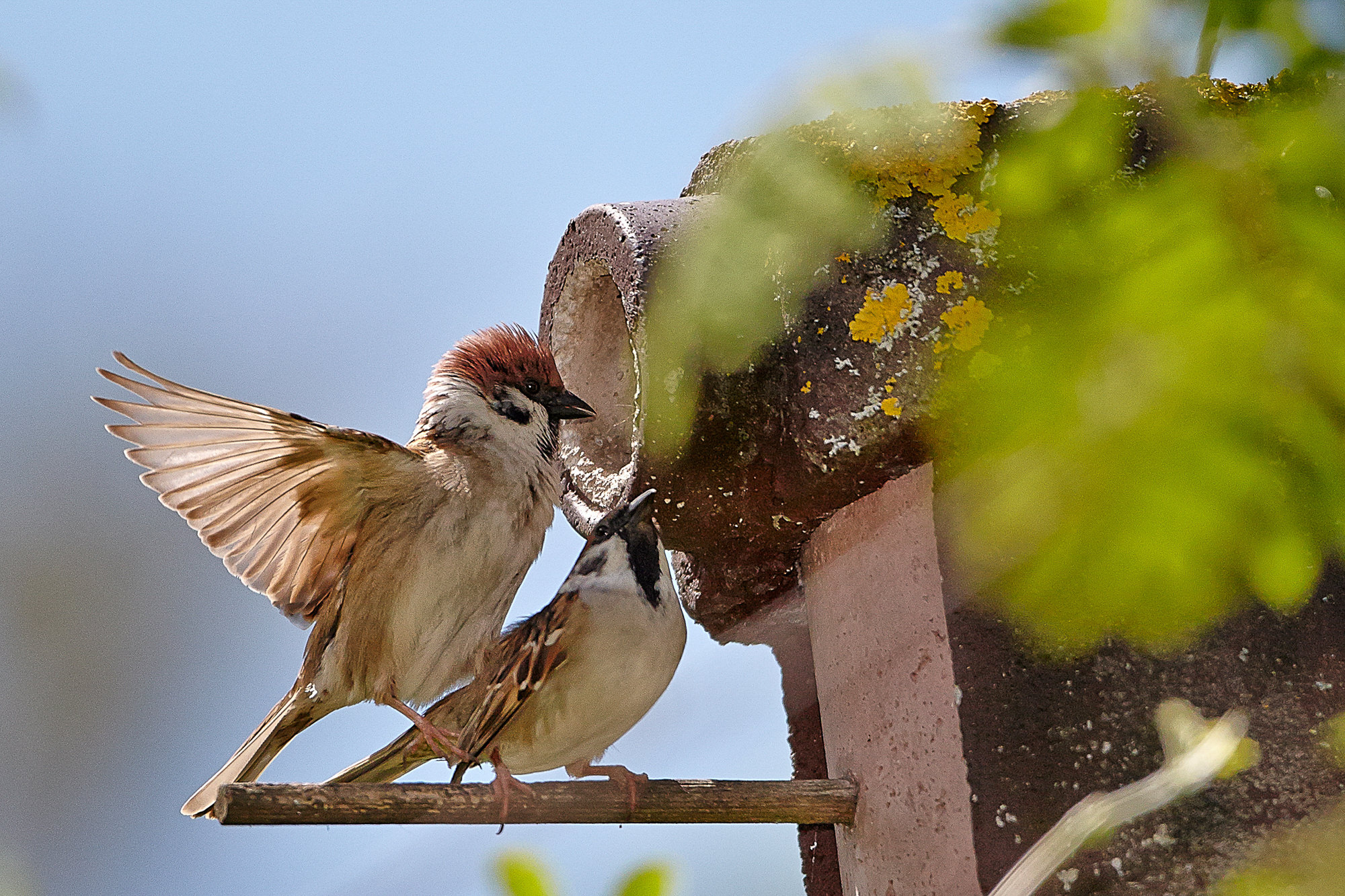 sparrows in love