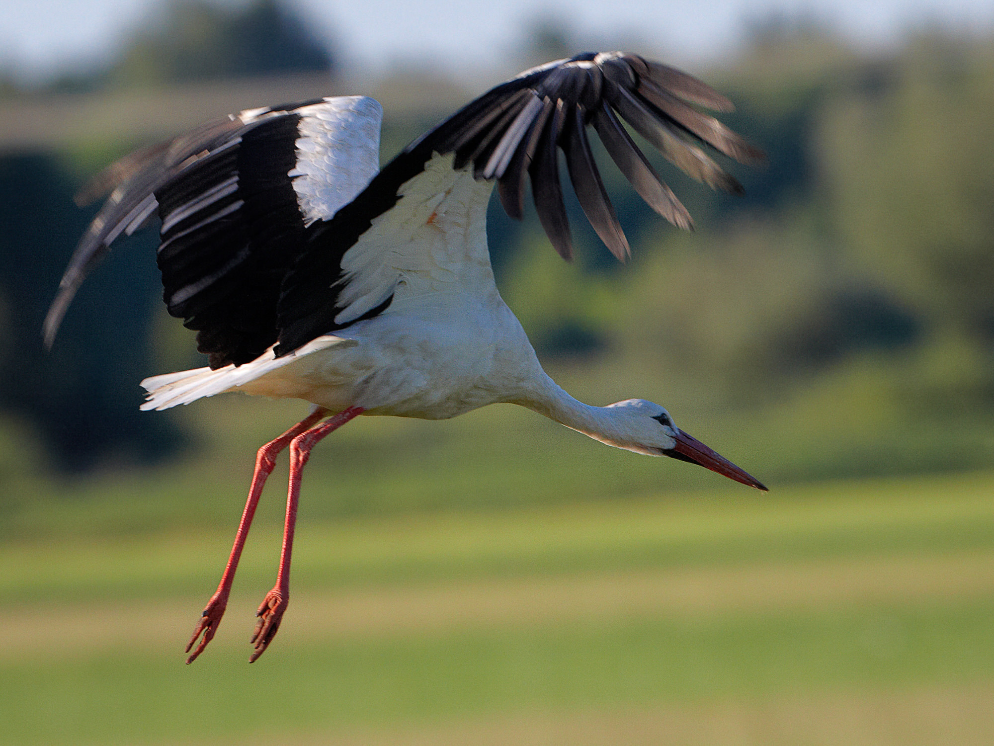 stork