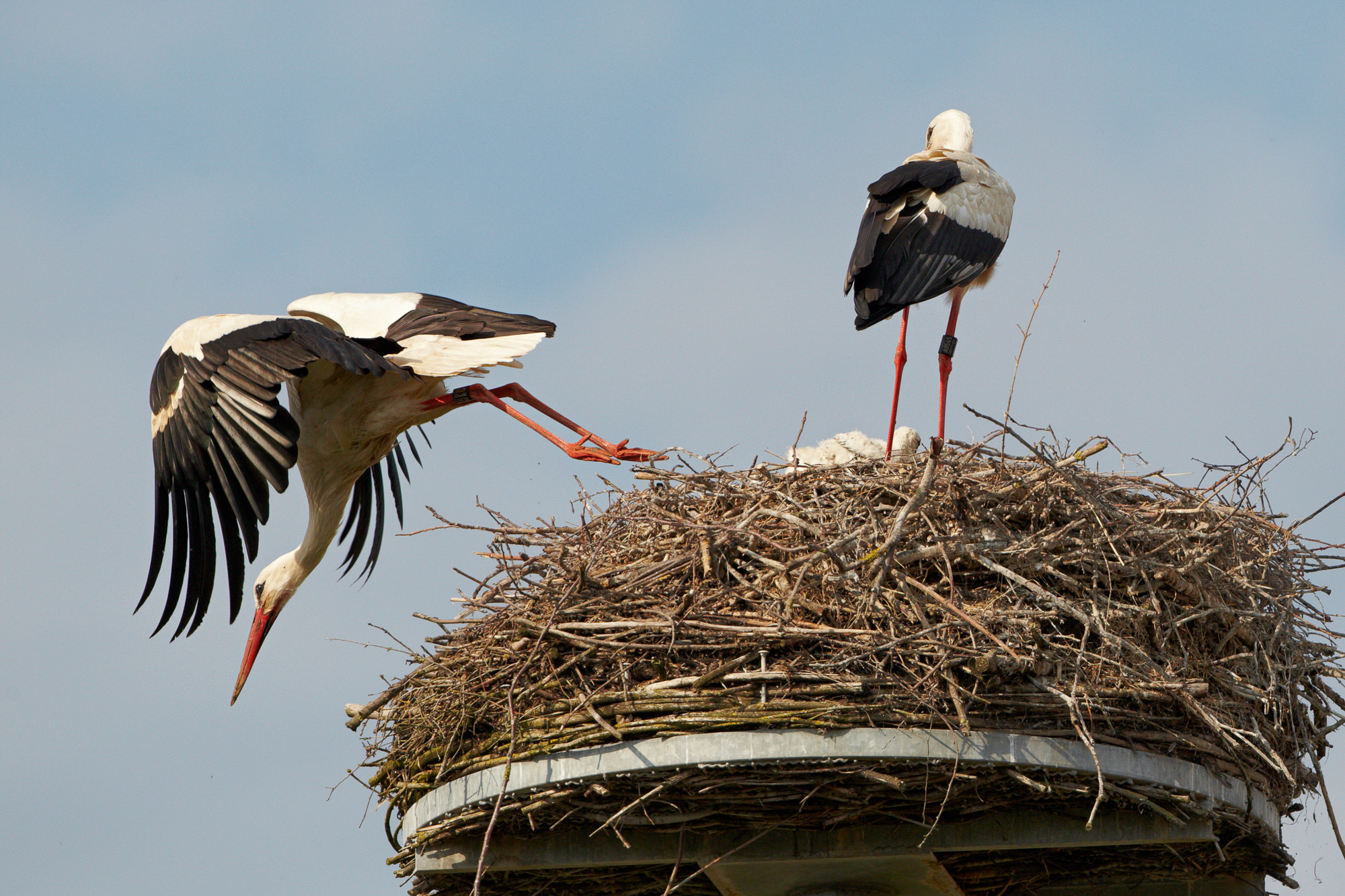 stork
