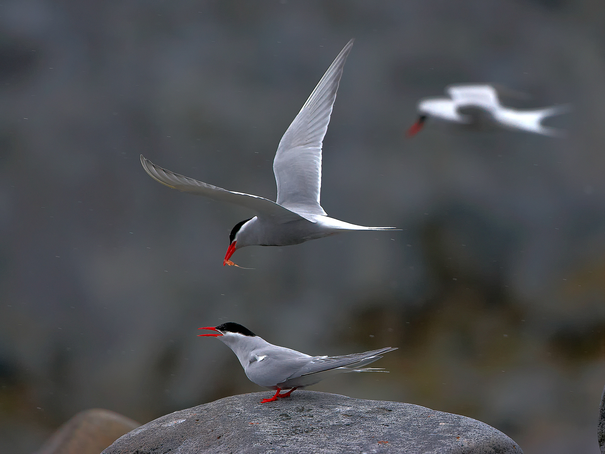 antarctic tern