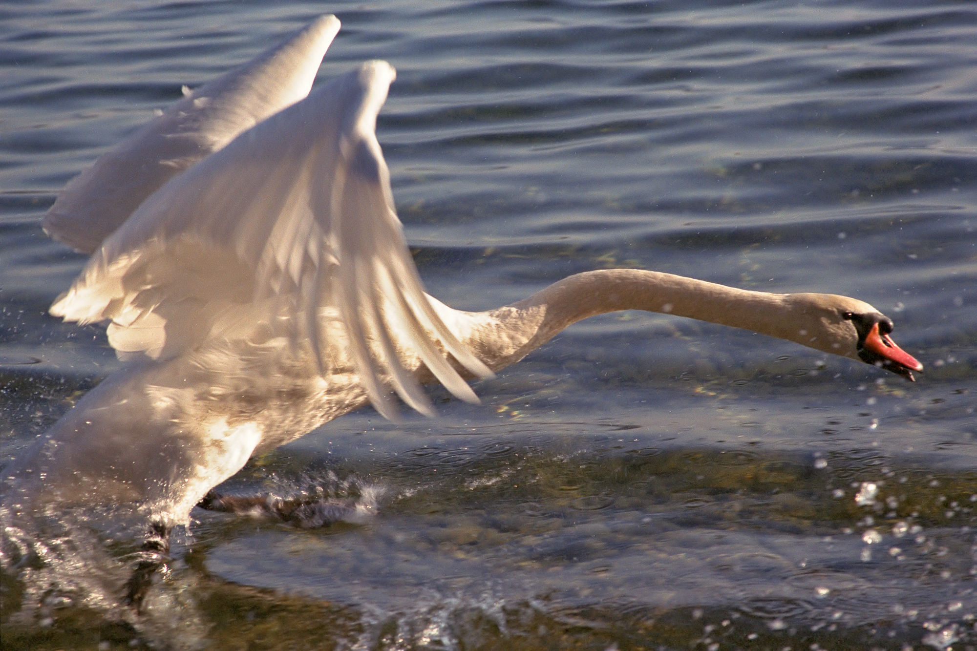 starting swan