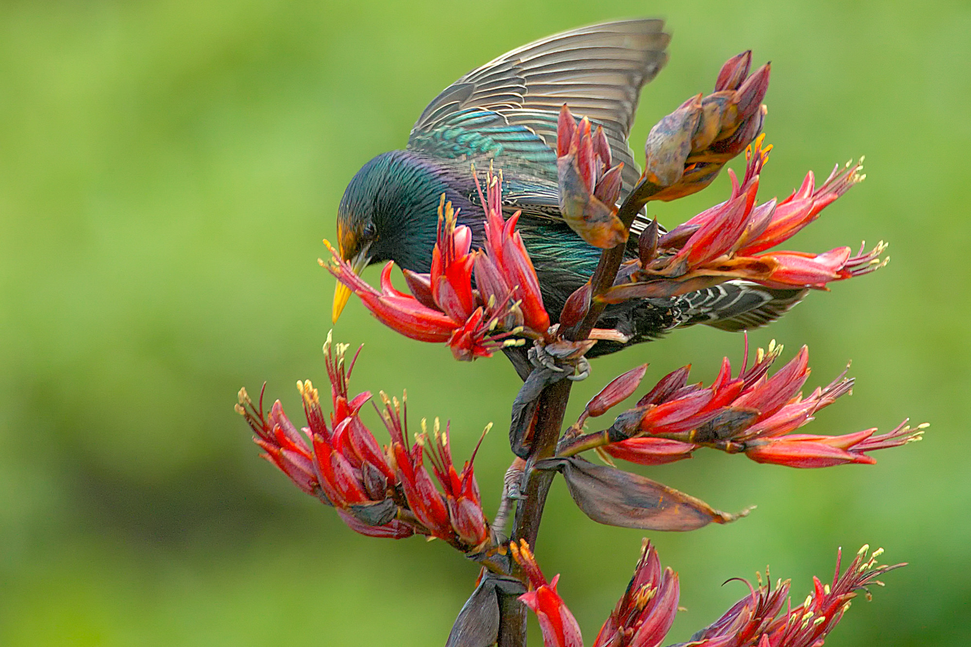 tui, New Zealand
