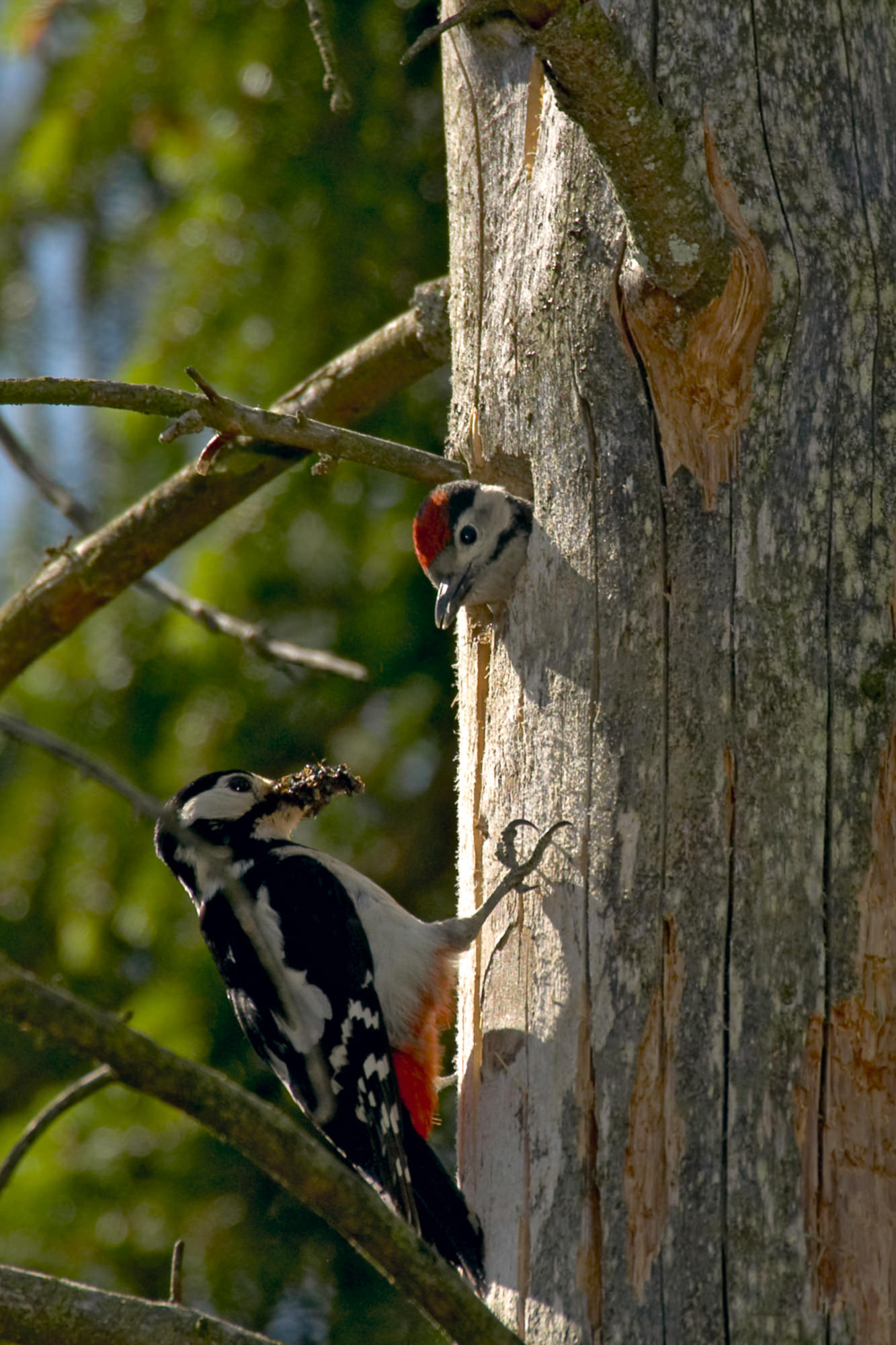 Woodpecker