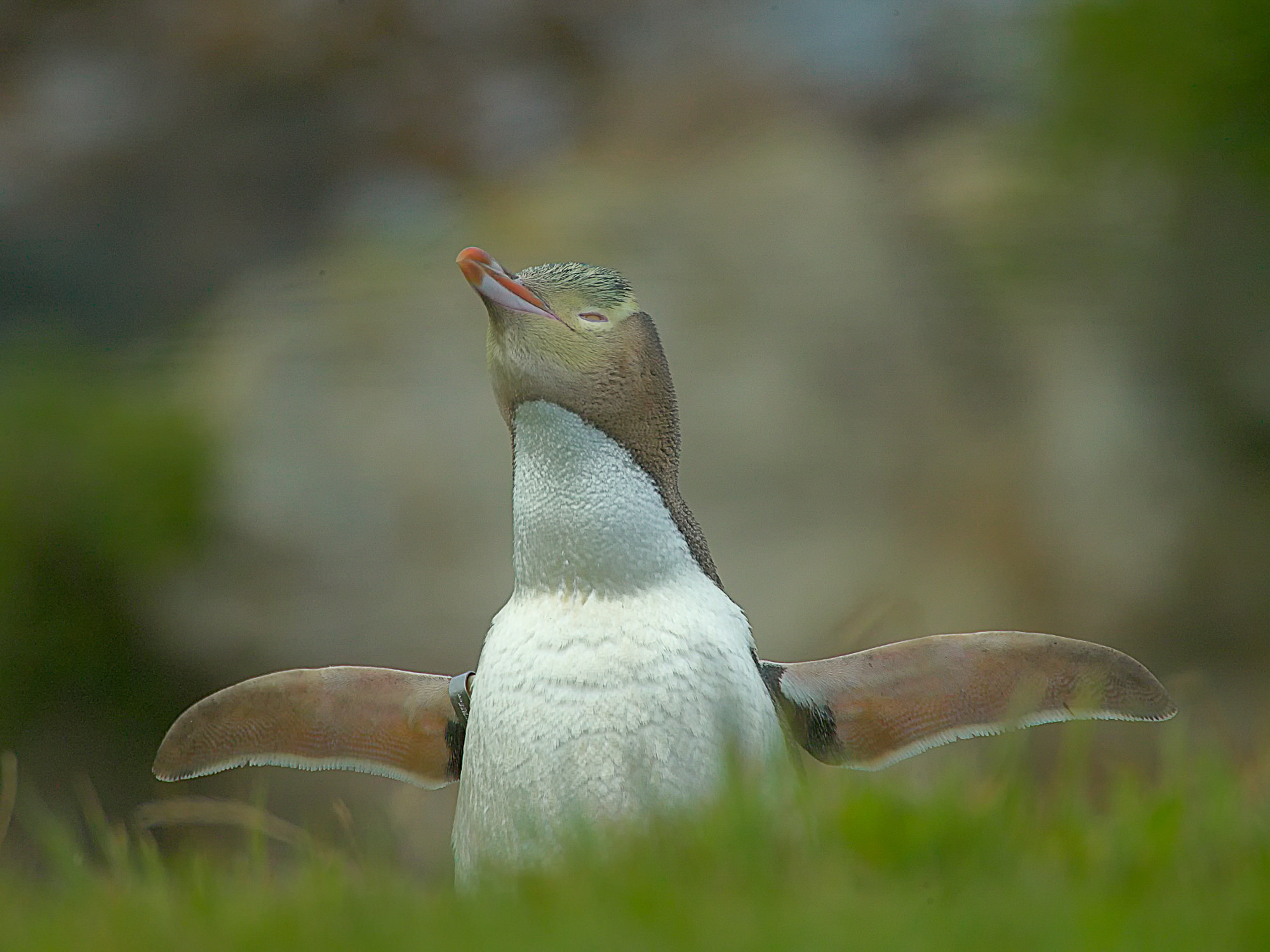 Yellow eyed penguin