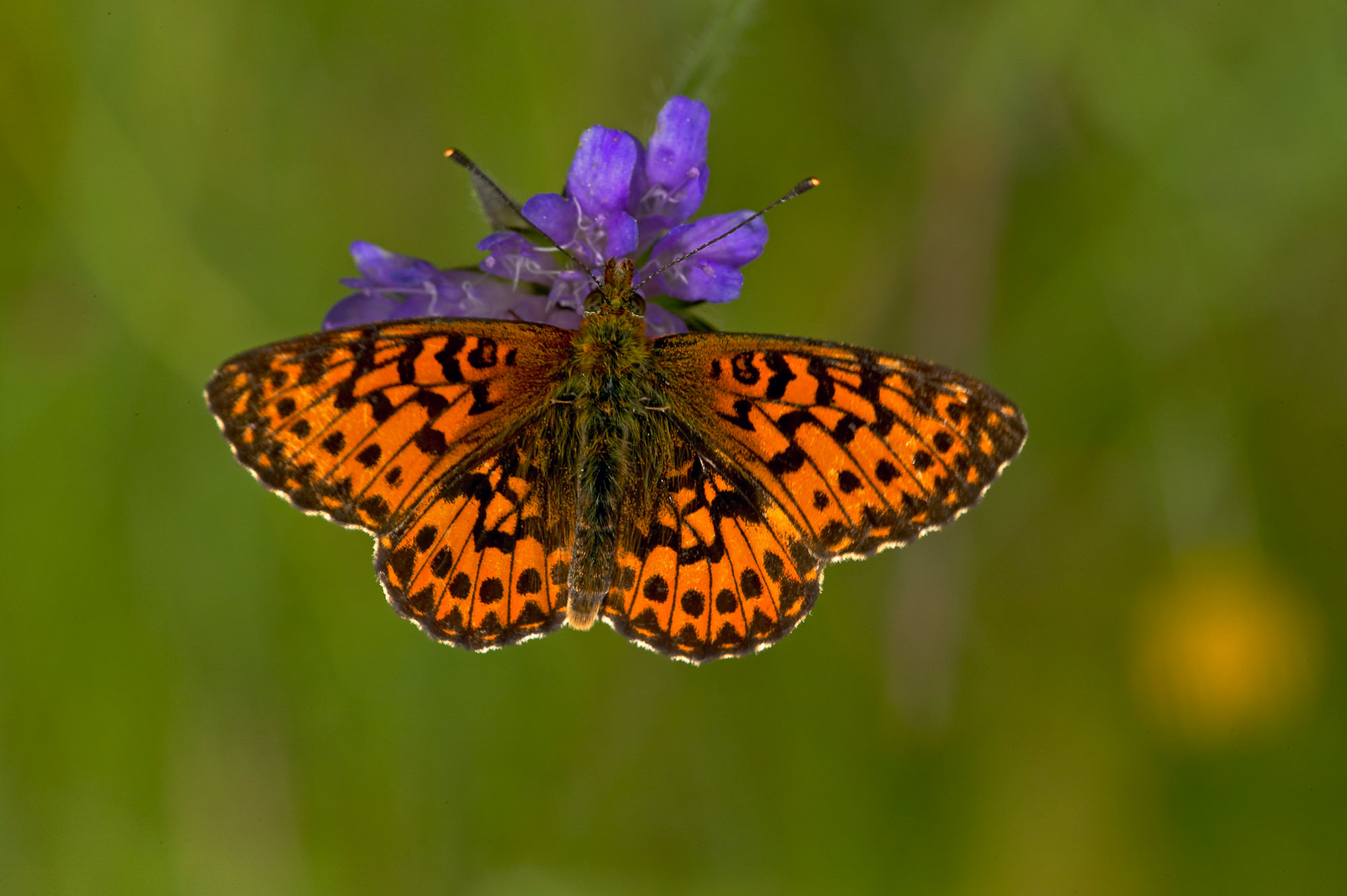 Mother-of-pearl butterfly