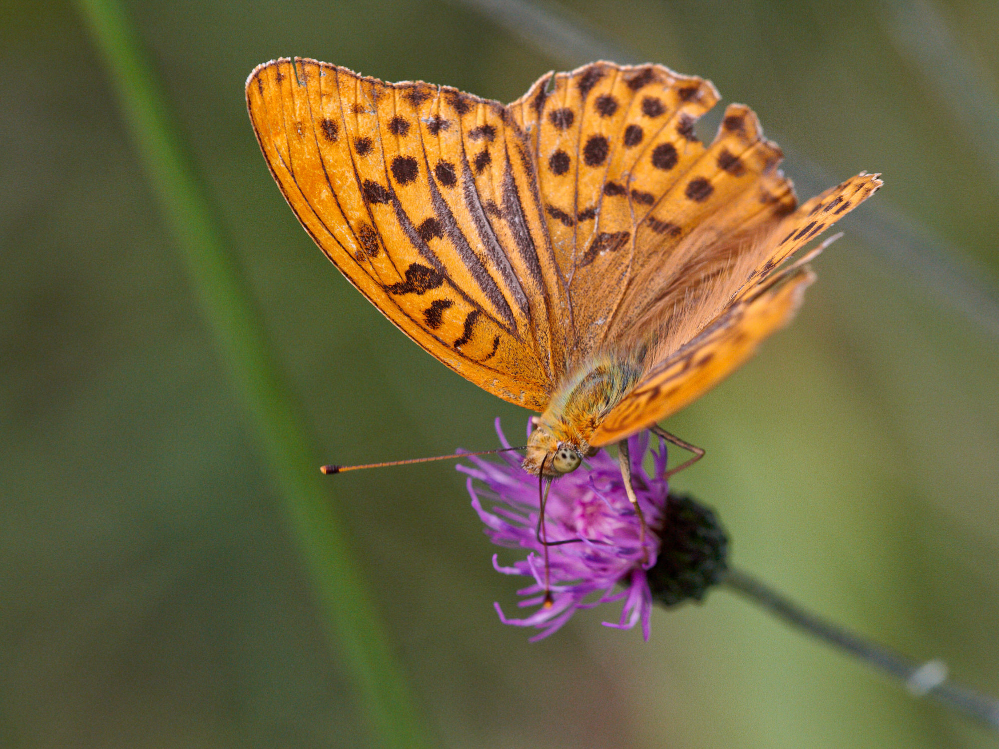 Silver-washed fritillary