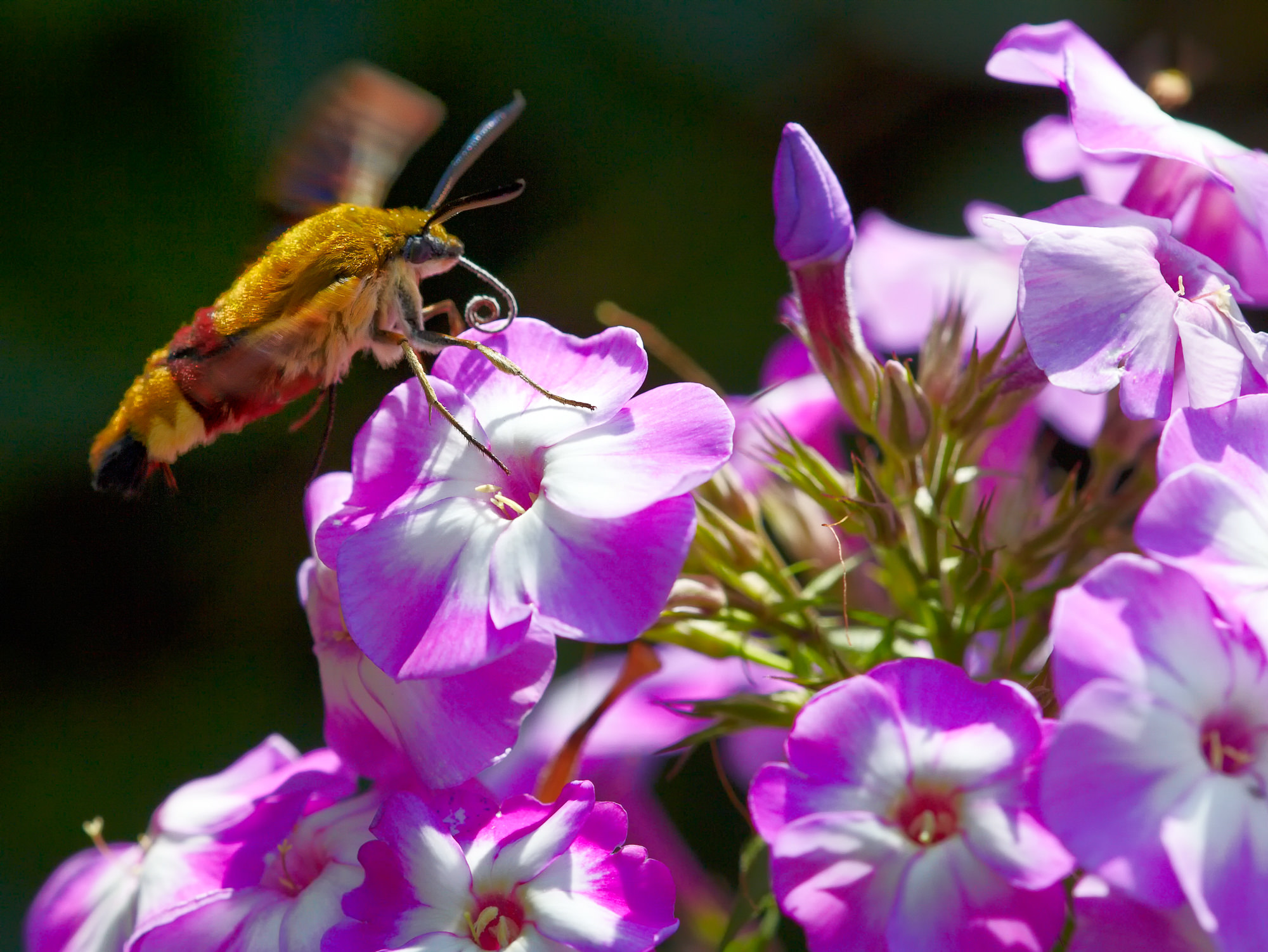 Hummingbird hawkmoth
