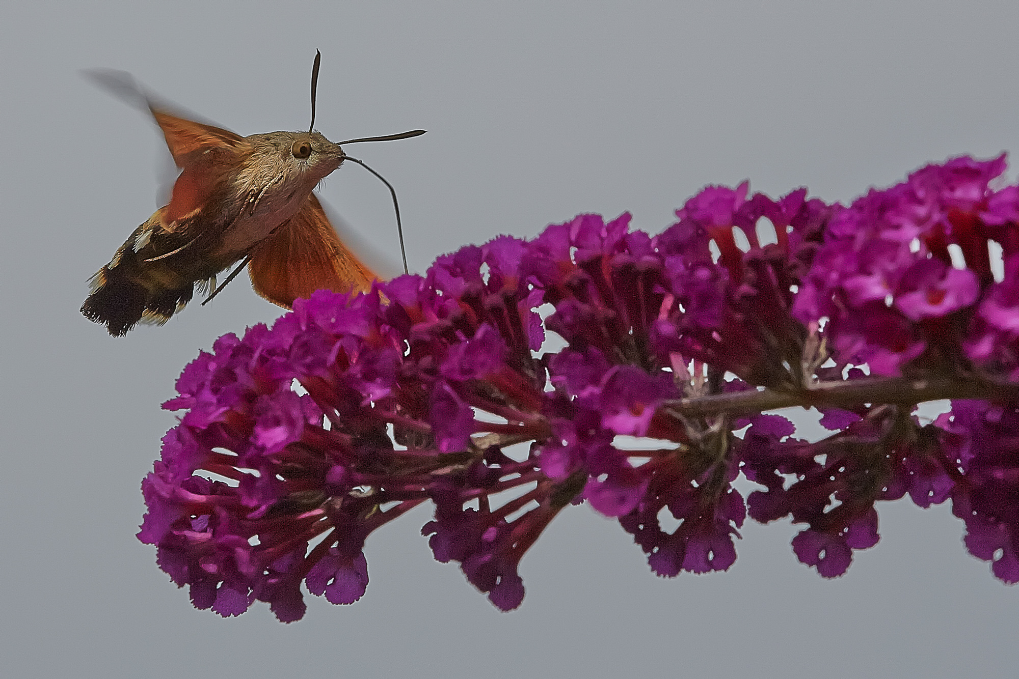 Hummingbird hawkmoth