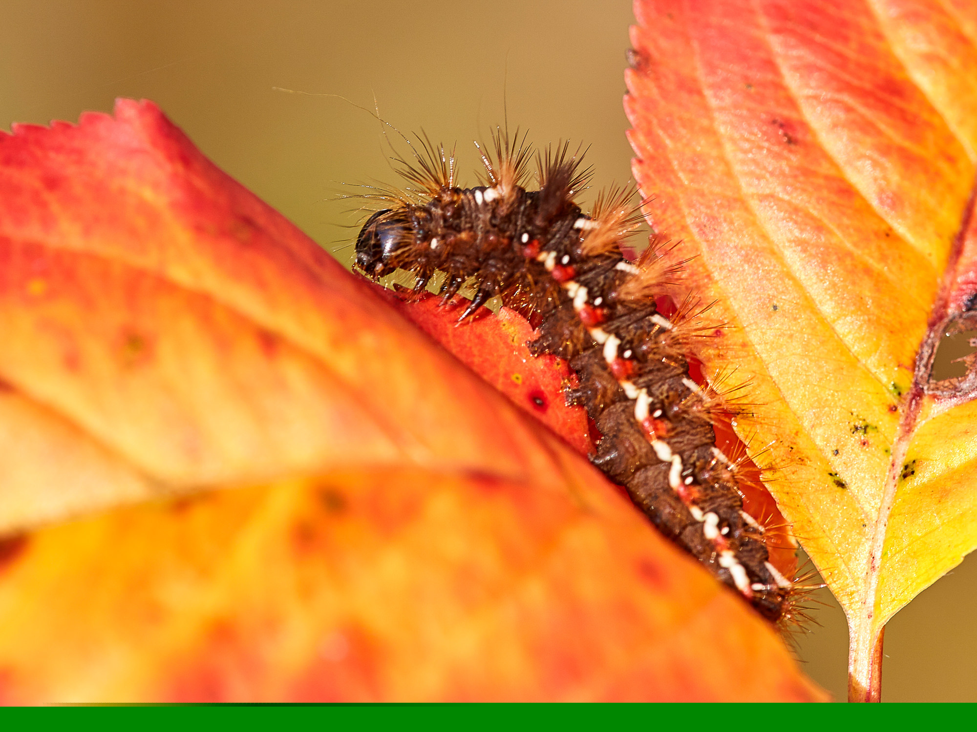 Knot grass - caterpillar