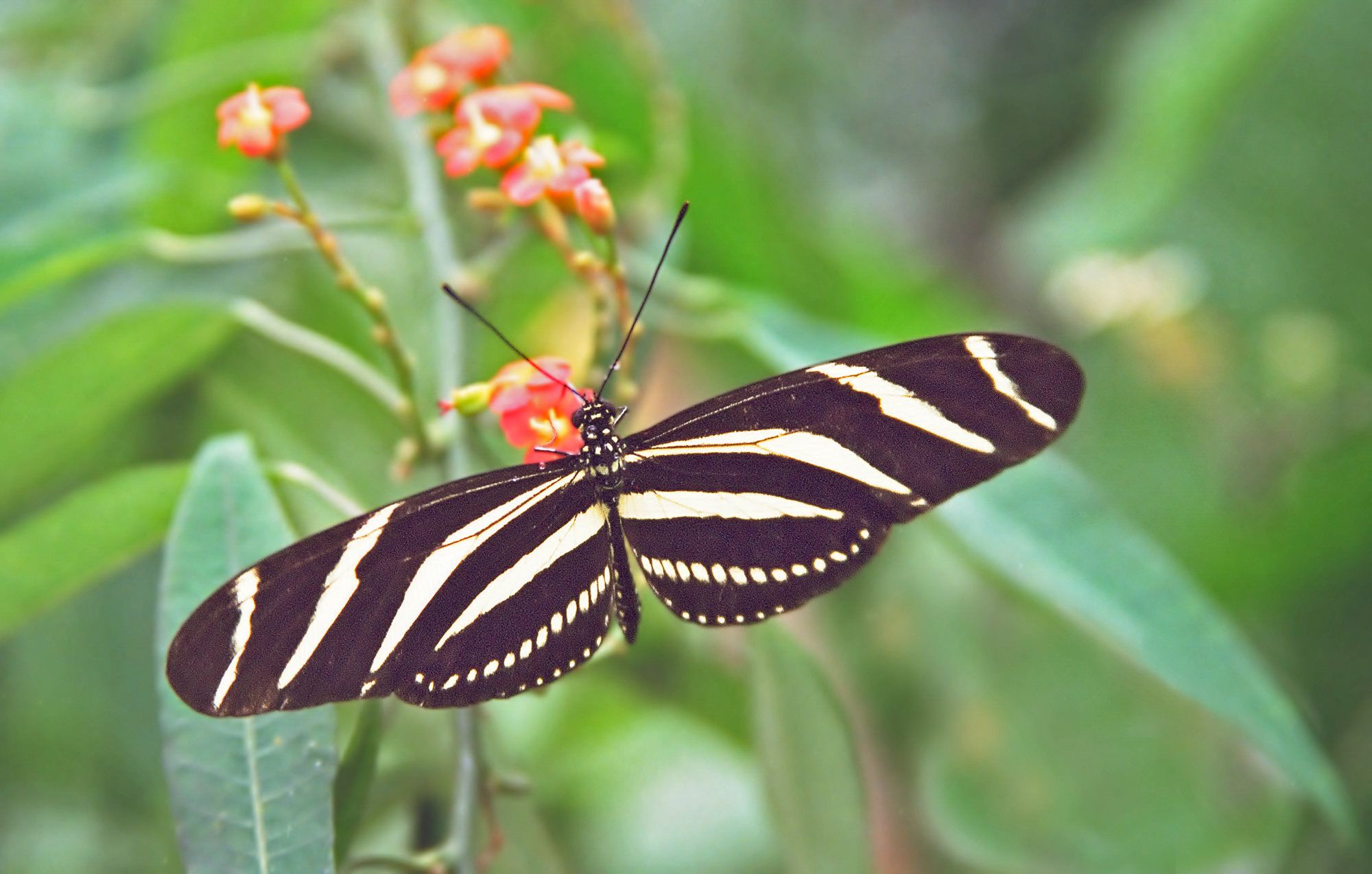 Zebra heliconian / Heliconius charitonius