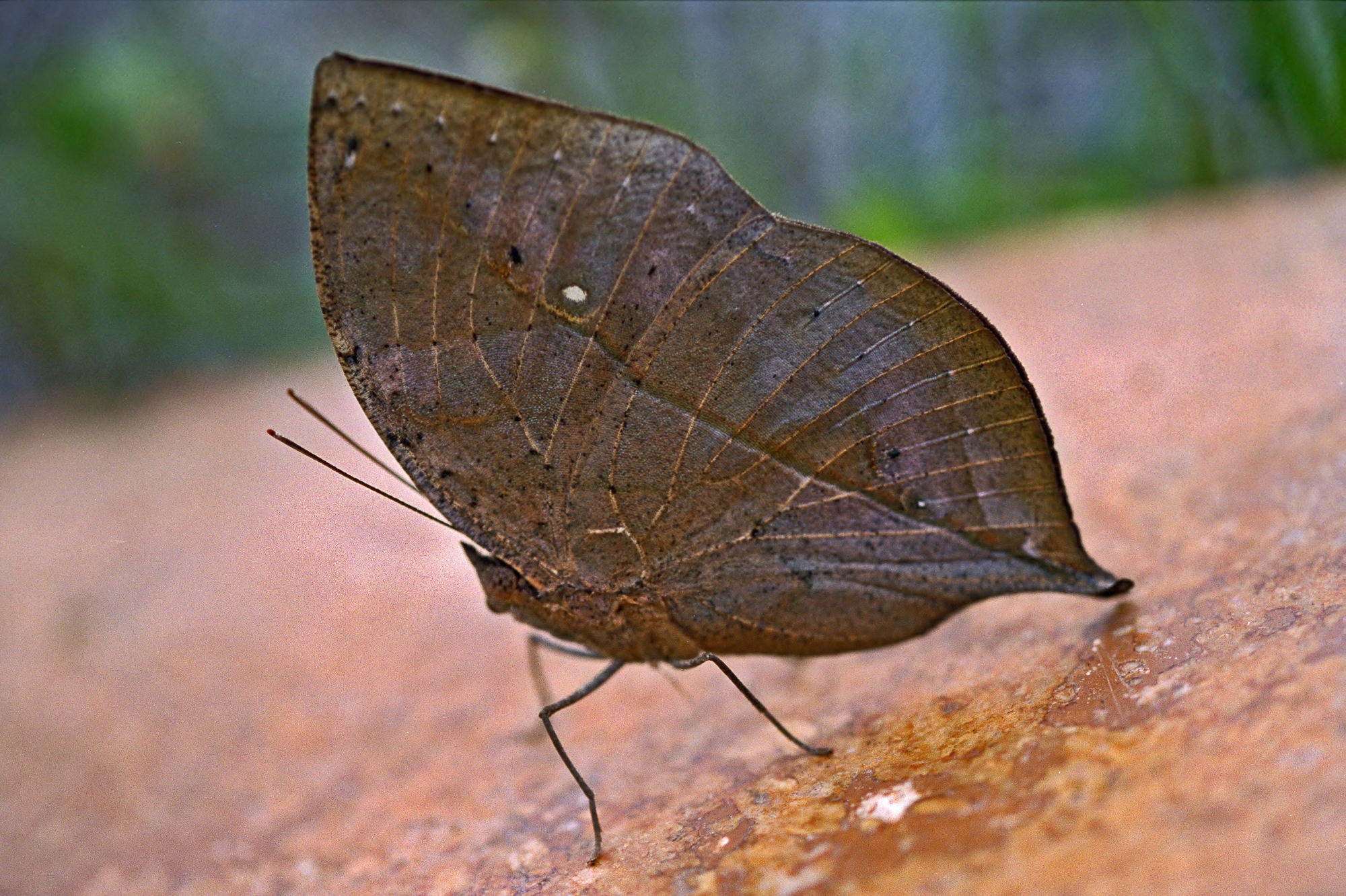 Leaf butterfly / Kamilla inachis formosana