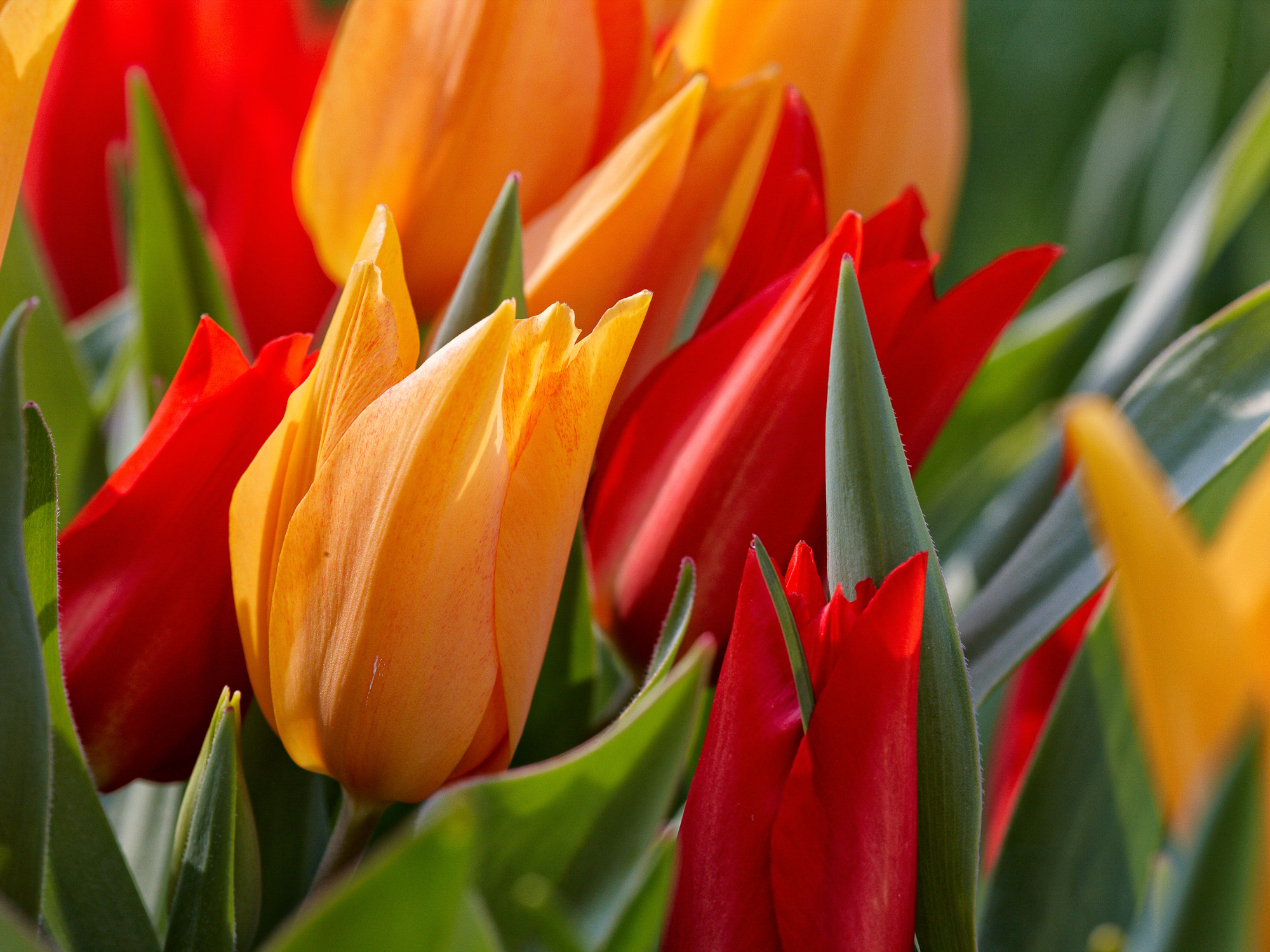 Tulips
