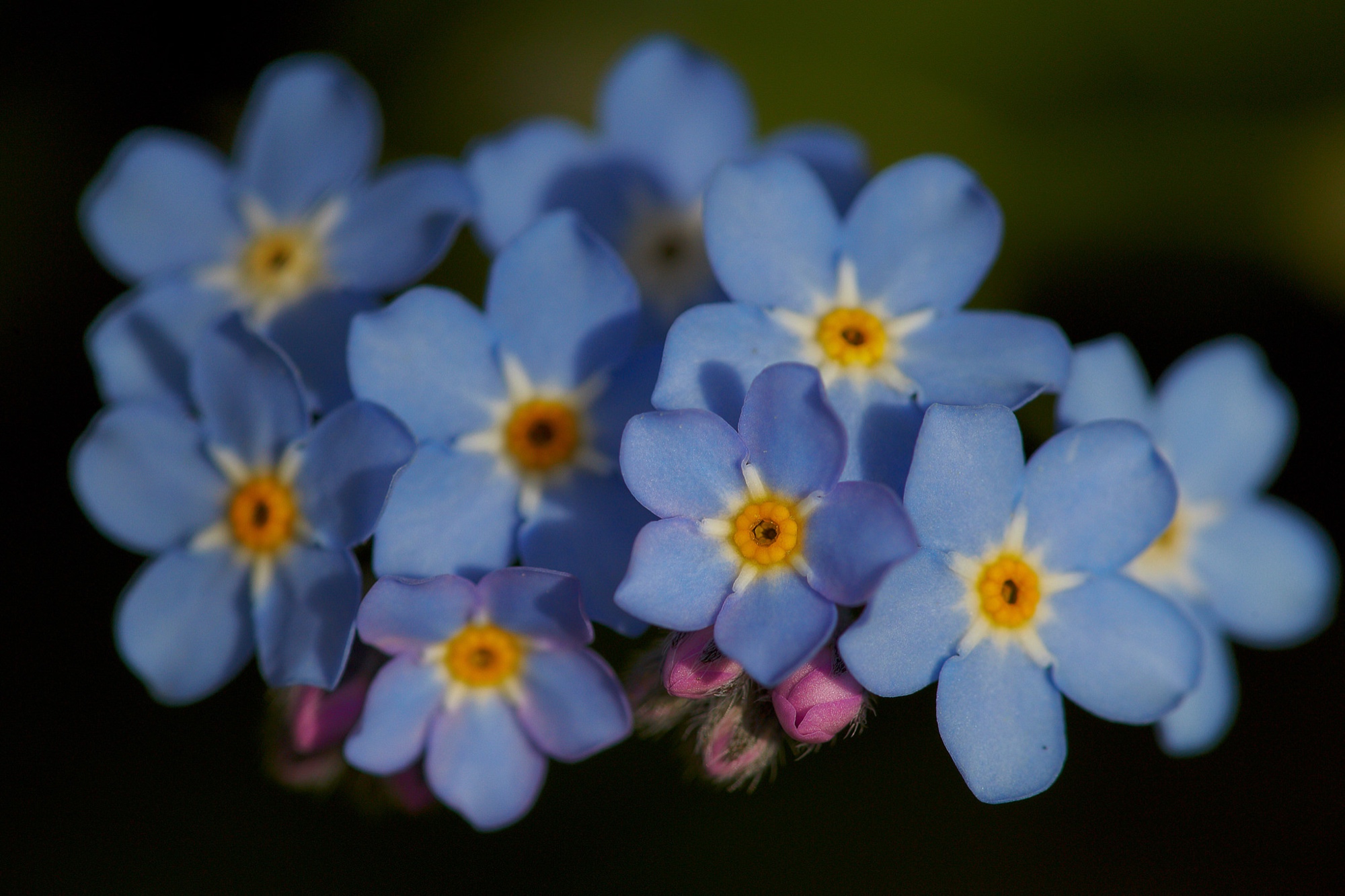 forget-me-nots