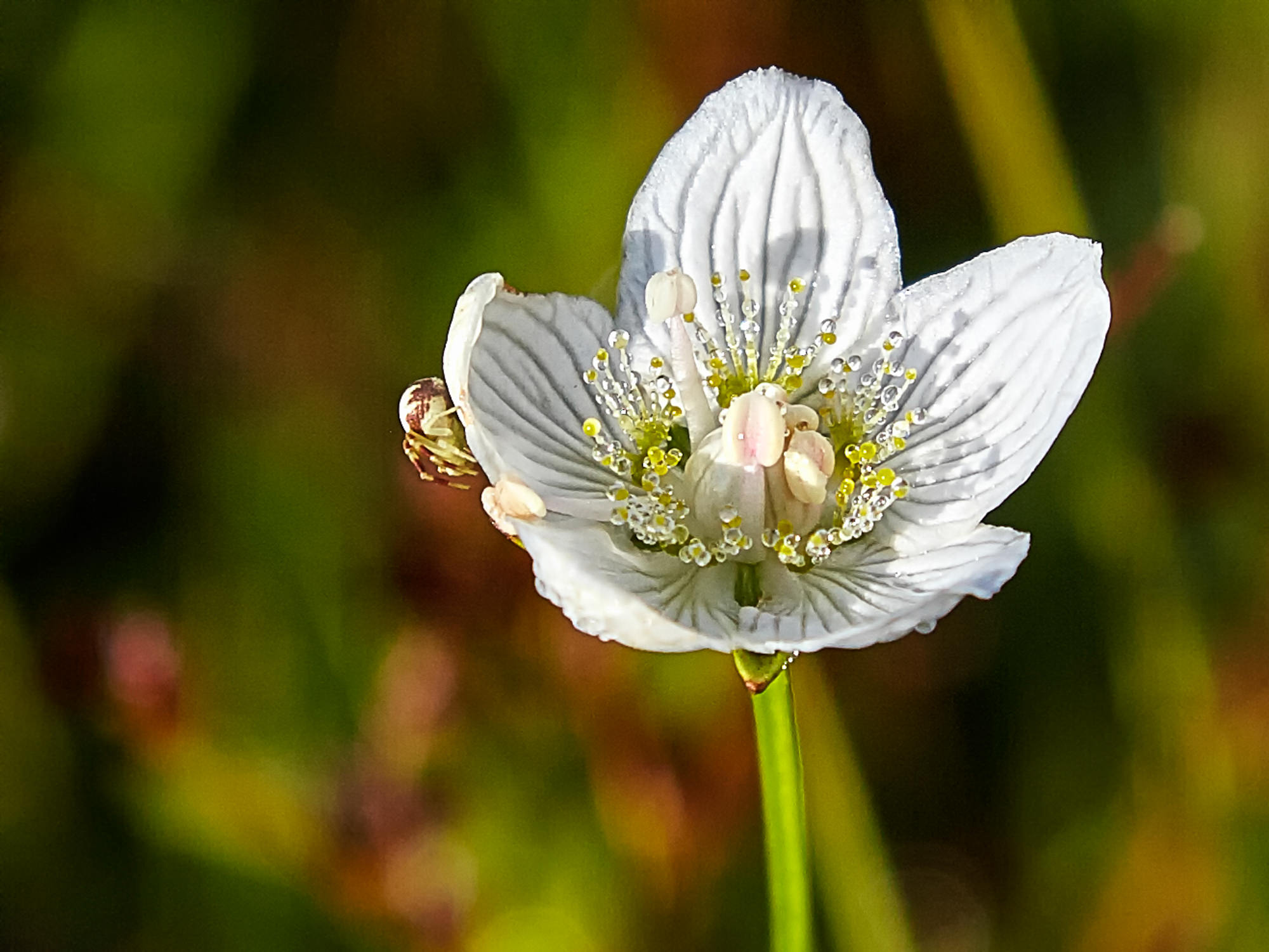 Dewdrops on a snowdrop anemone