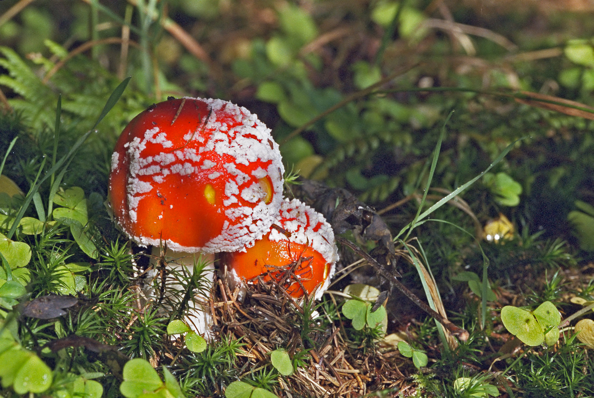 fly agaric