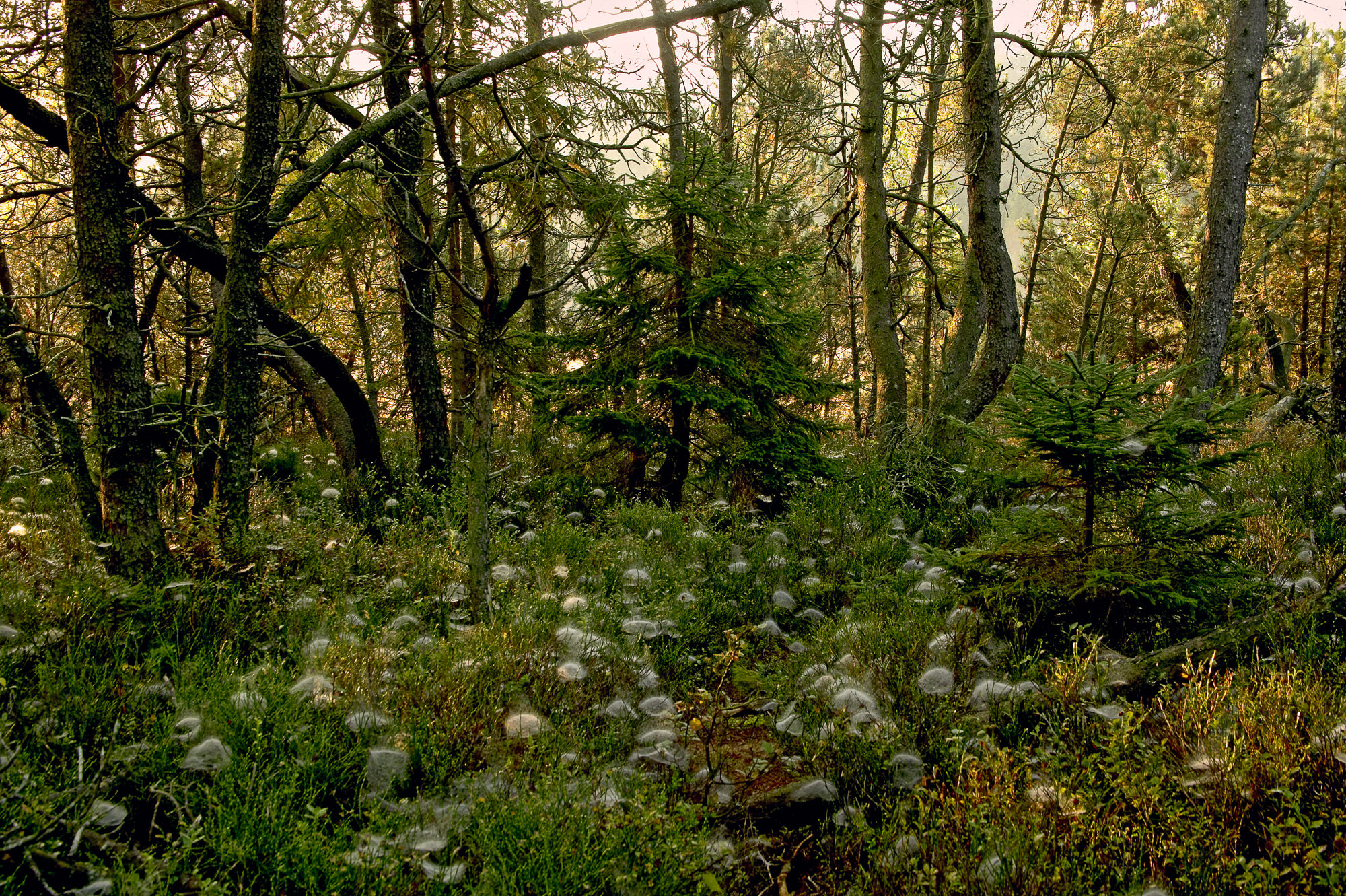 Cobwebs in autumn, Upper Bavaria