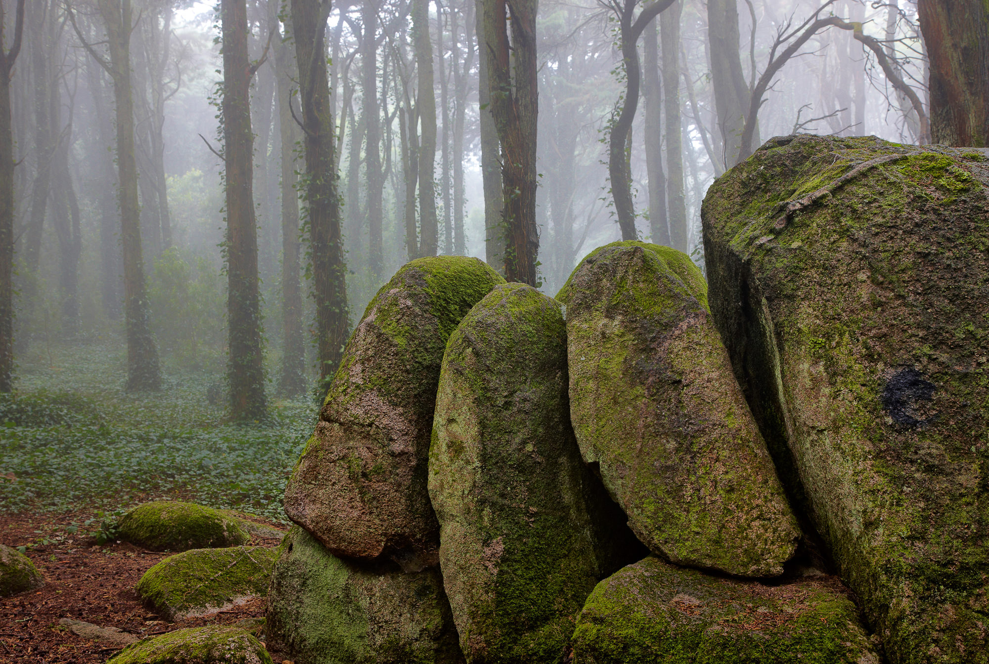 Forest at Sintra, Portugal