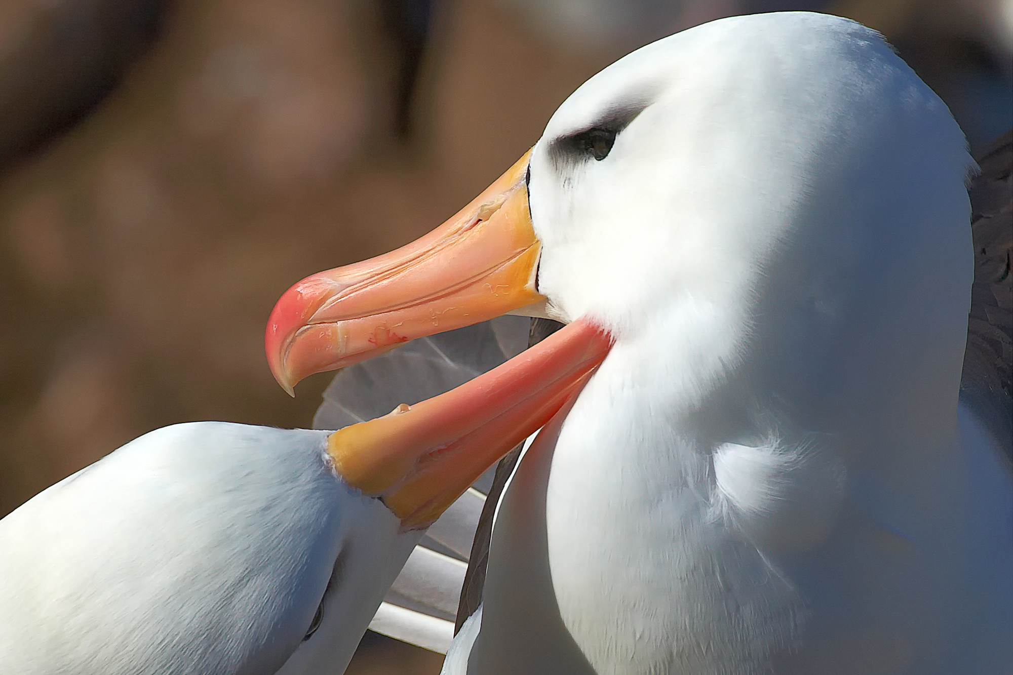 black-browed albatrosses are monogamous
