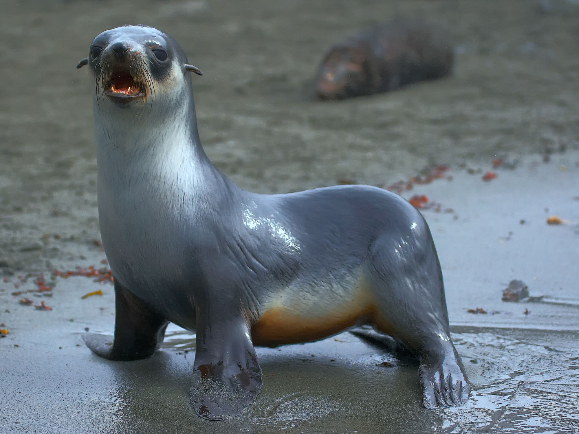 maned seal